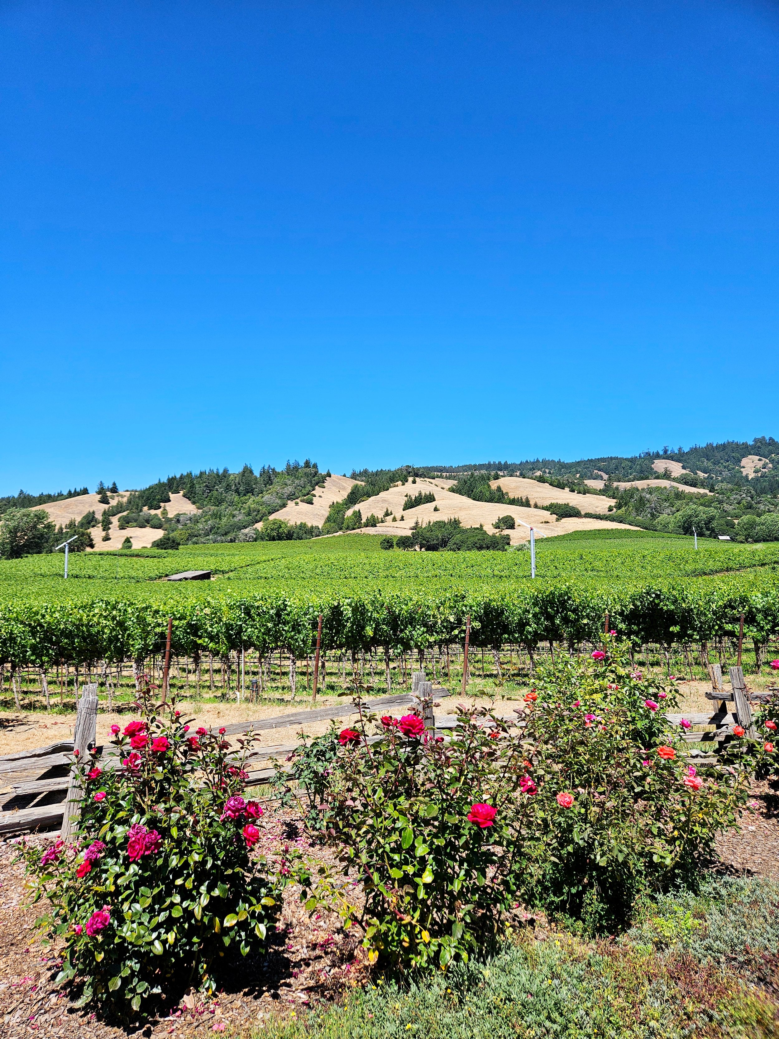 A Culinary Road Trip : Mendocino (Part 1)