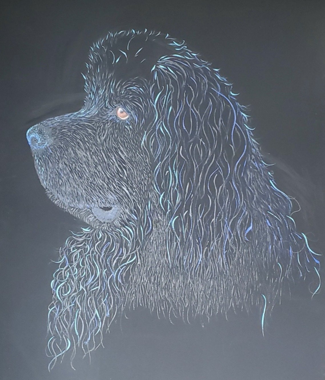 Pet Portraits