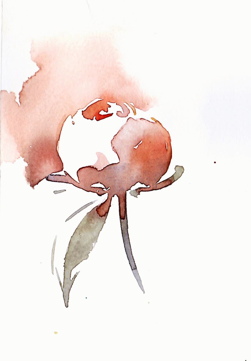 15.peony 1 (5x7).jpg