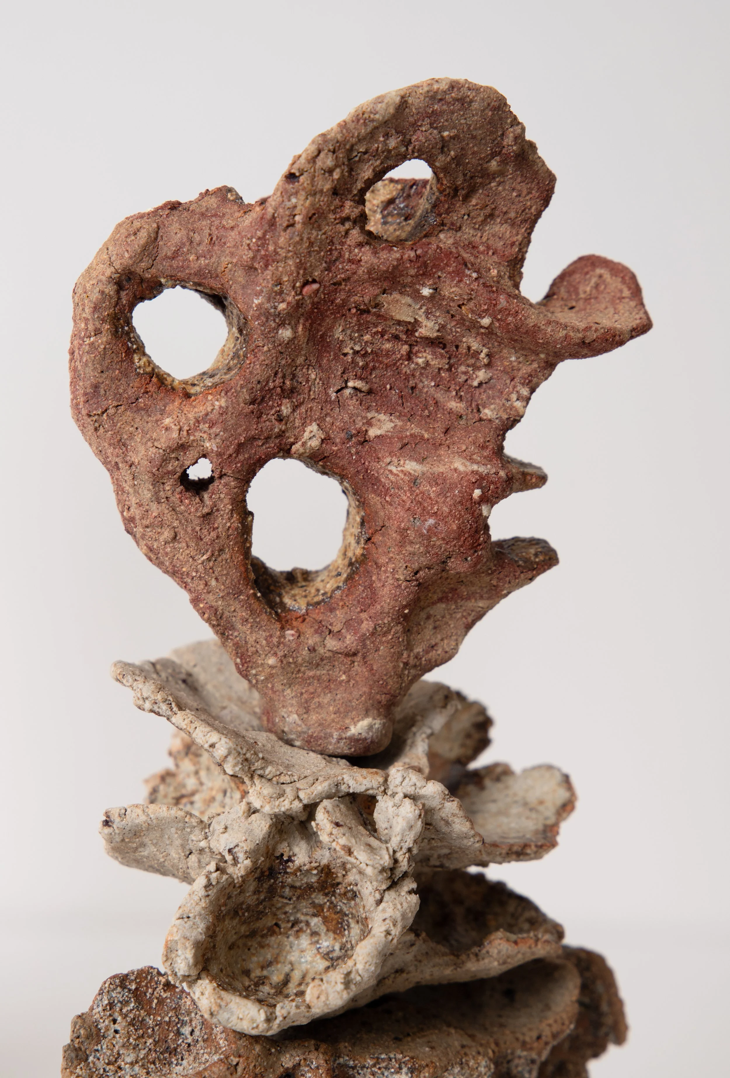 Close-up of a fossilized sea creature with multiple holes, mounted on a rock or coral, against a white background.