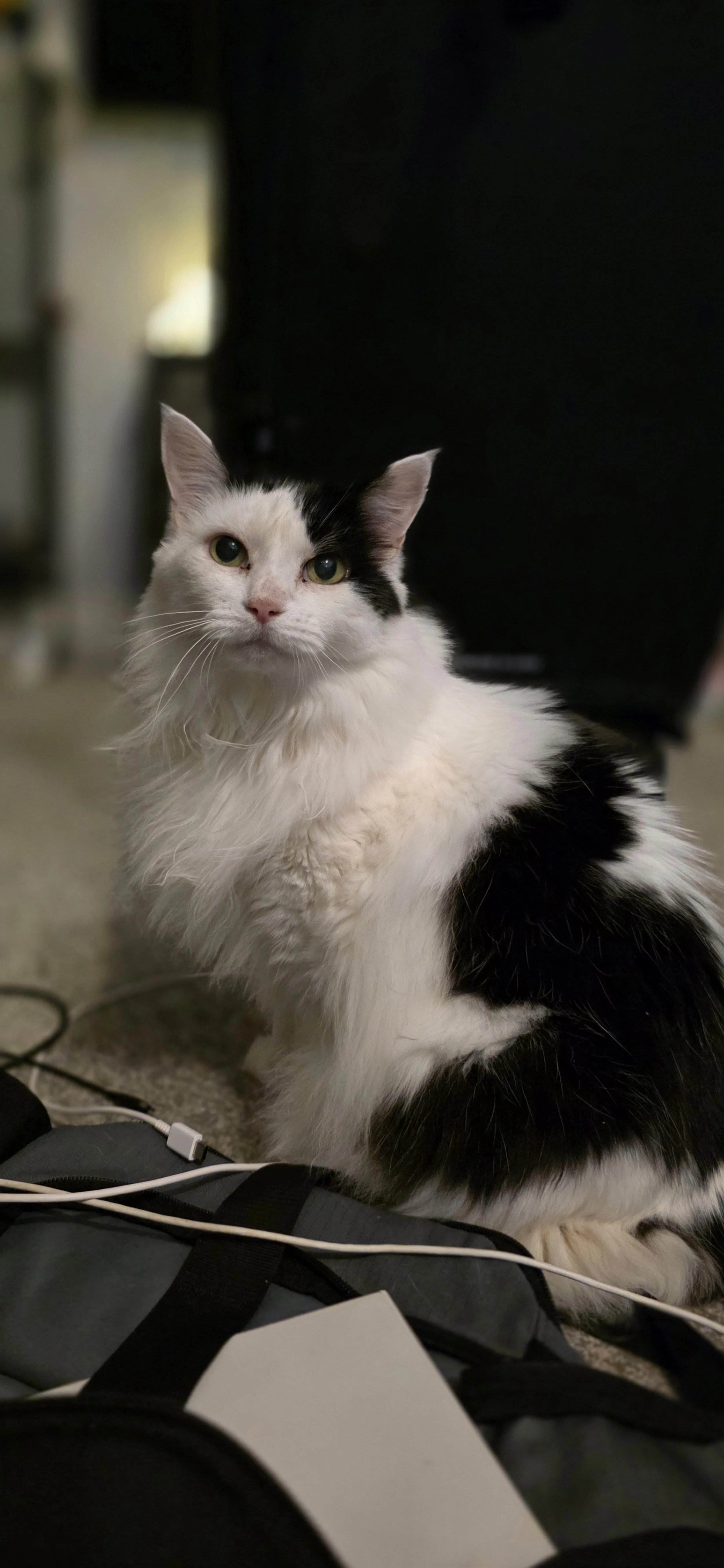 A black and white long-haired cat sitting on a floor near electronic cords and a backpack, with a dark background.