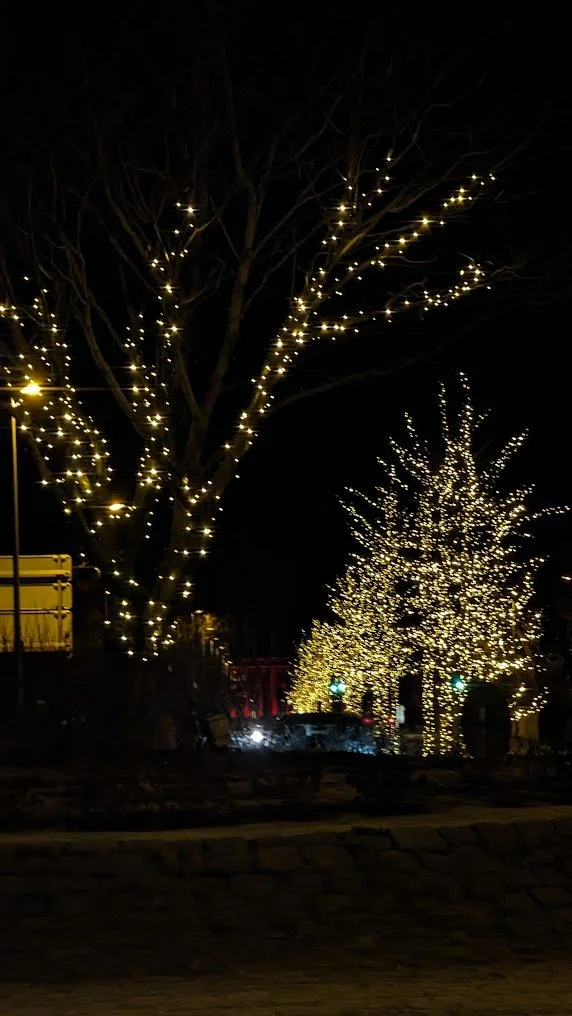 Trees decorated with white Christmas lights along a dark street at night.