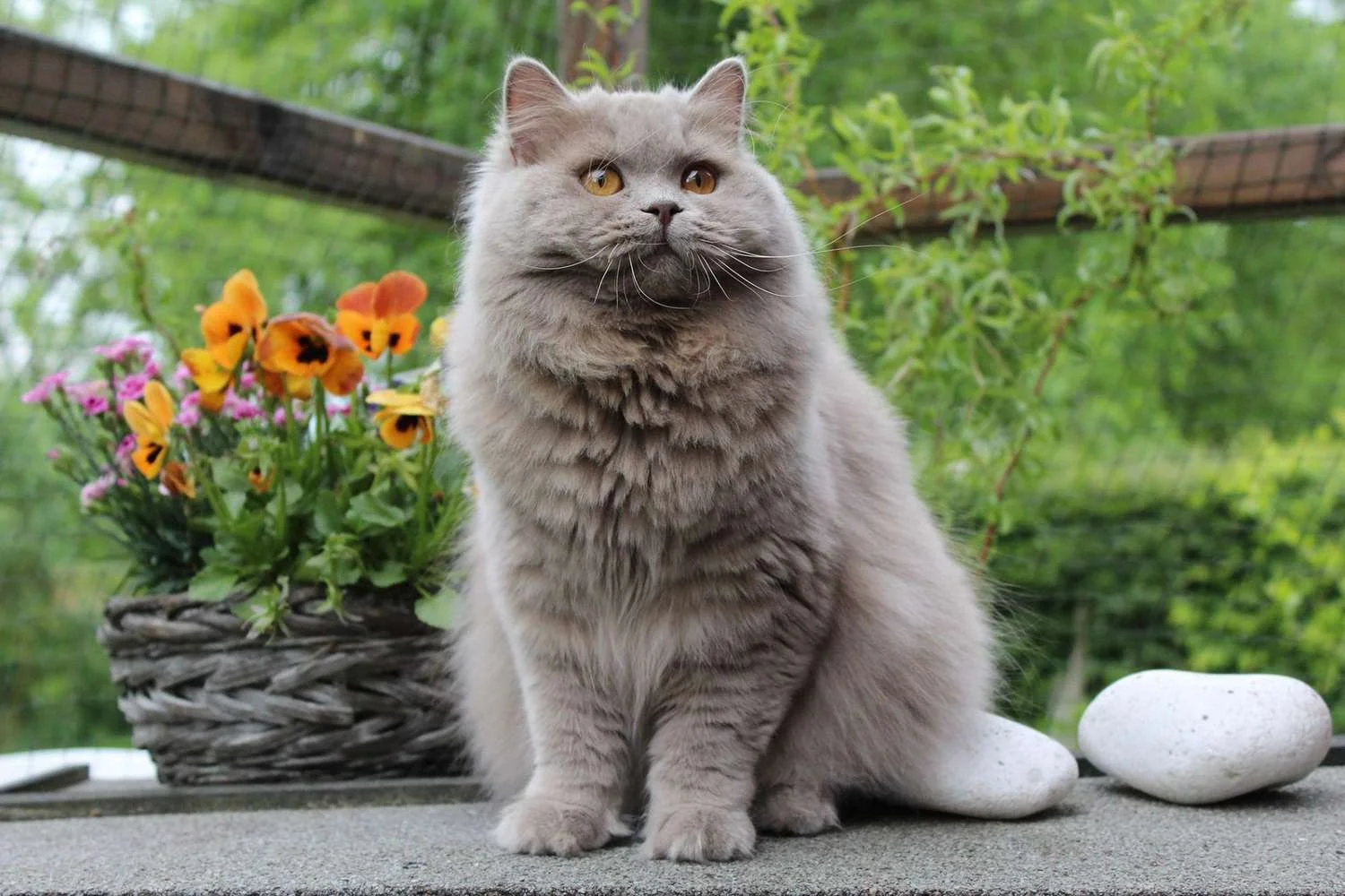 A fluffy gray cat sitting outdoors on a stone surface next to a basket of colorful flowers and two white stones, with green trees in the background.