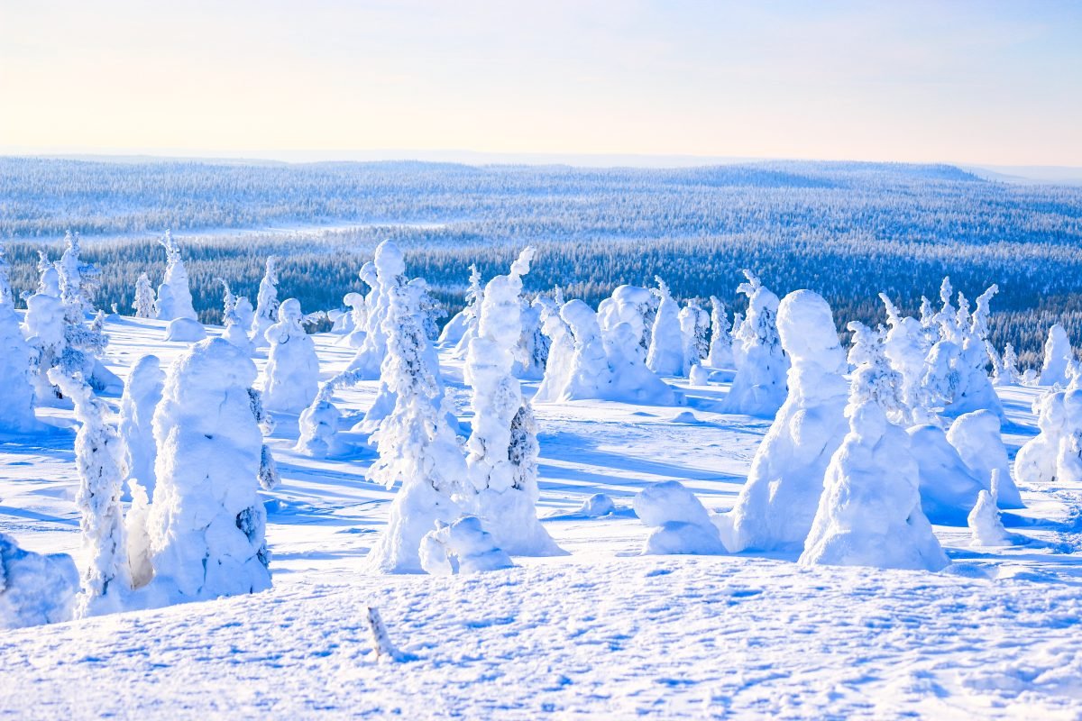 Snow-covered trees in a winter landscape with a flat horizon and clear sky.