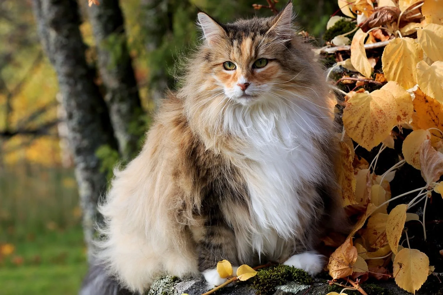 A fluffy long-haired cat with orange, black, and white fur sitting outdoors on a mossy log surrounded by autumn leaves with a blurred forest background.