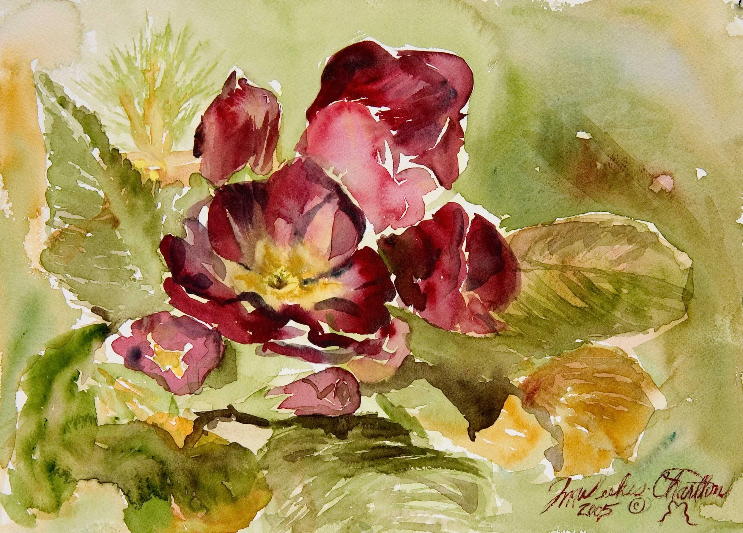 Red Primrose