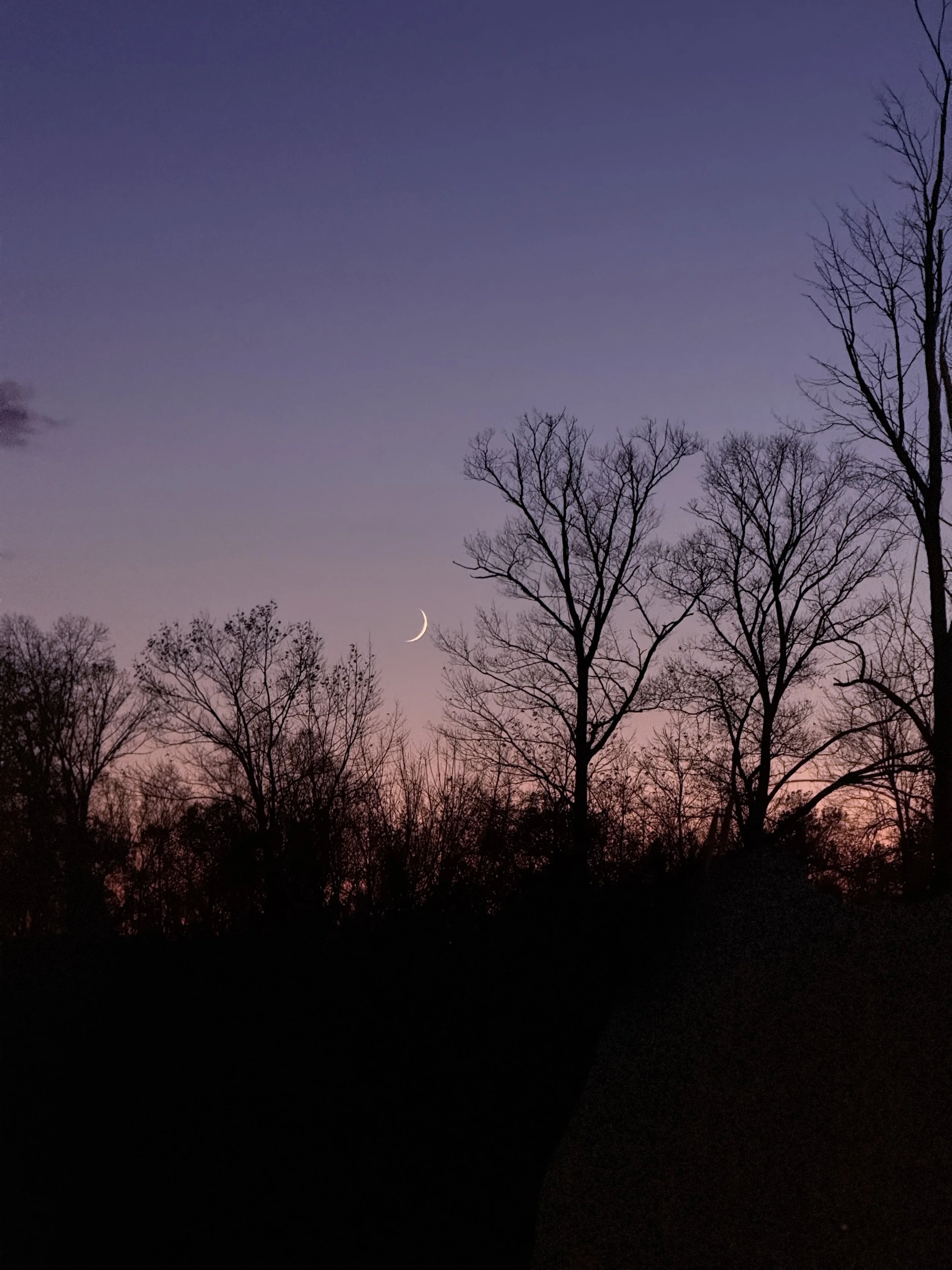 Silhouetted trees against a twilight sky with a visible crescent moon and pink to purple gradient in the background.