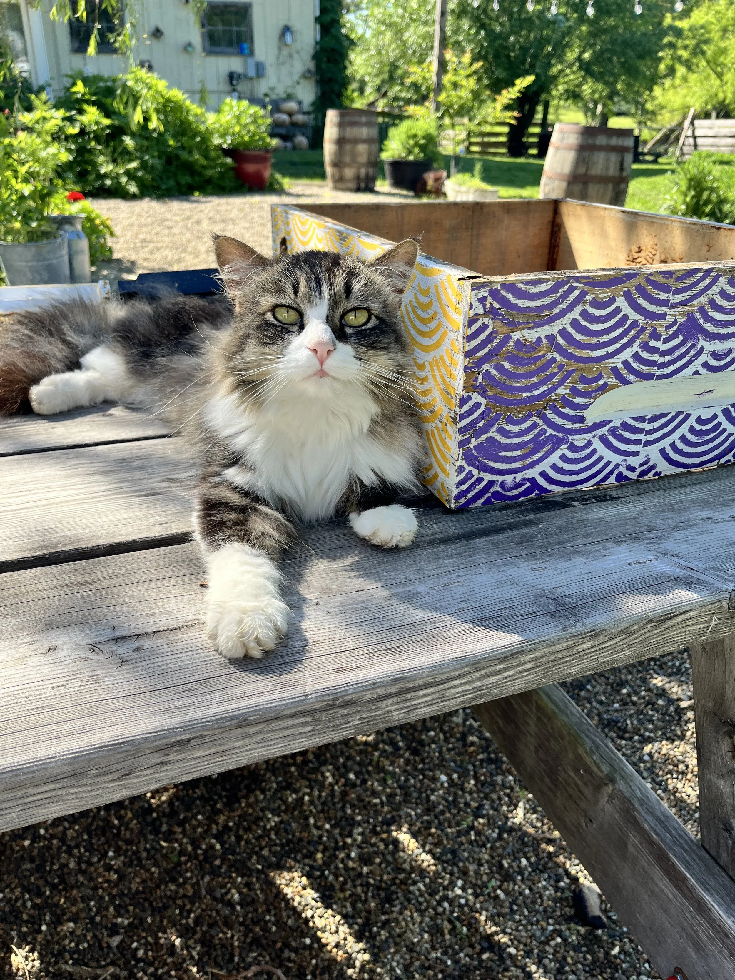 Morty, our barn cat, supervising the hive setup operation