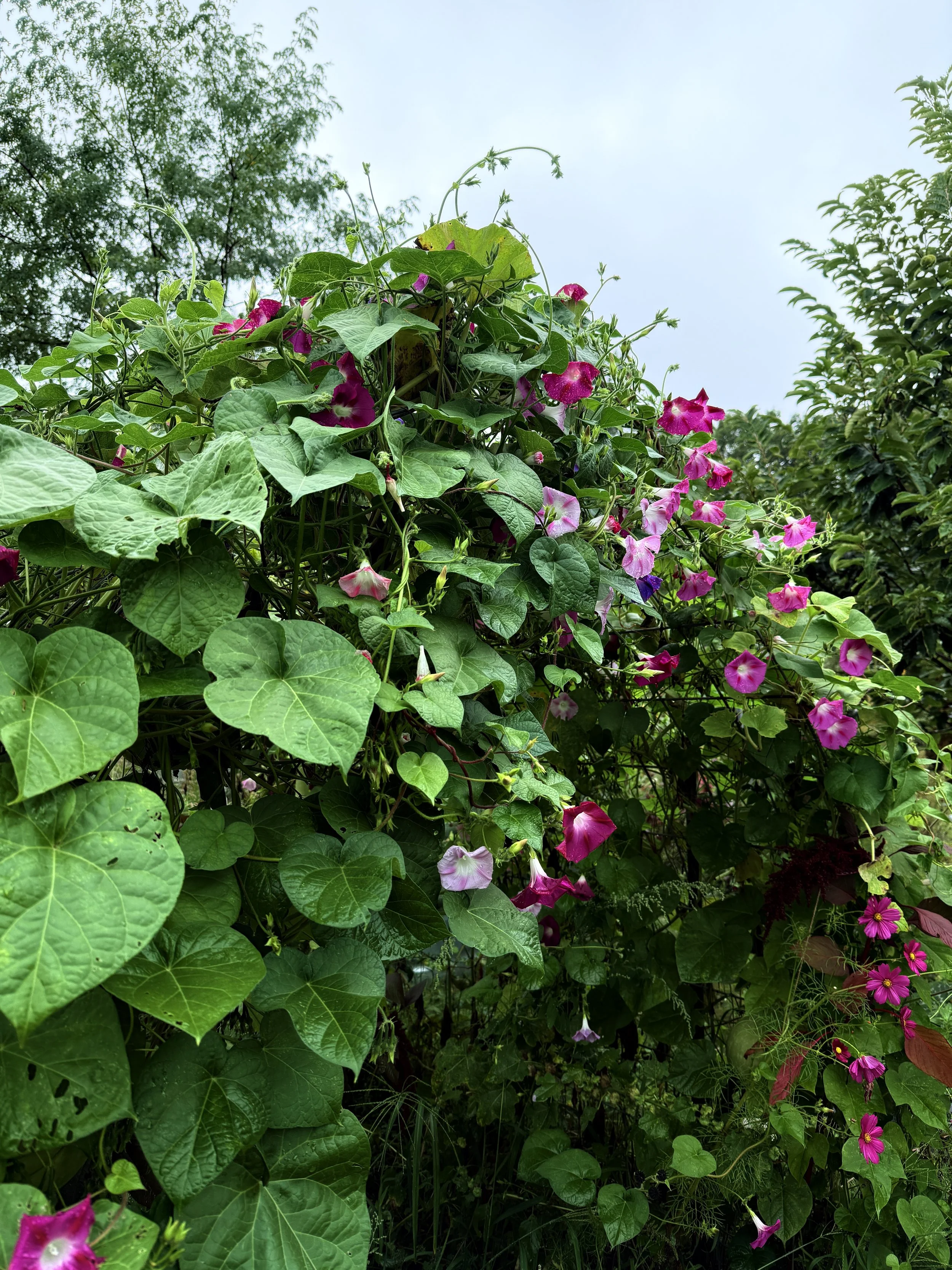 our flower wedding arch