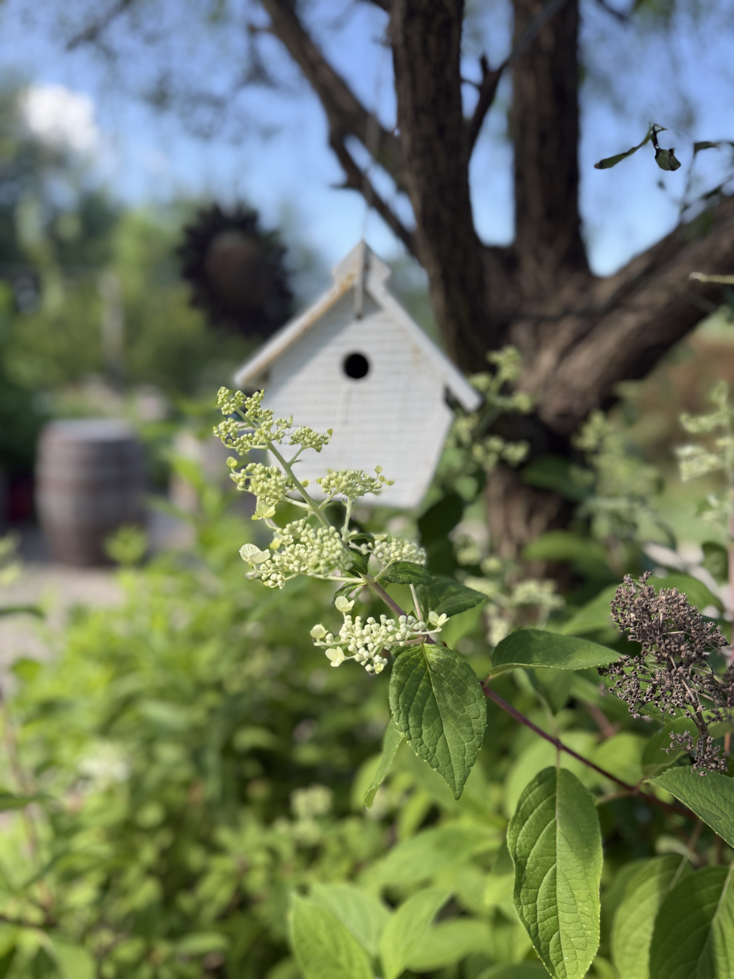 making space for the chickadees 