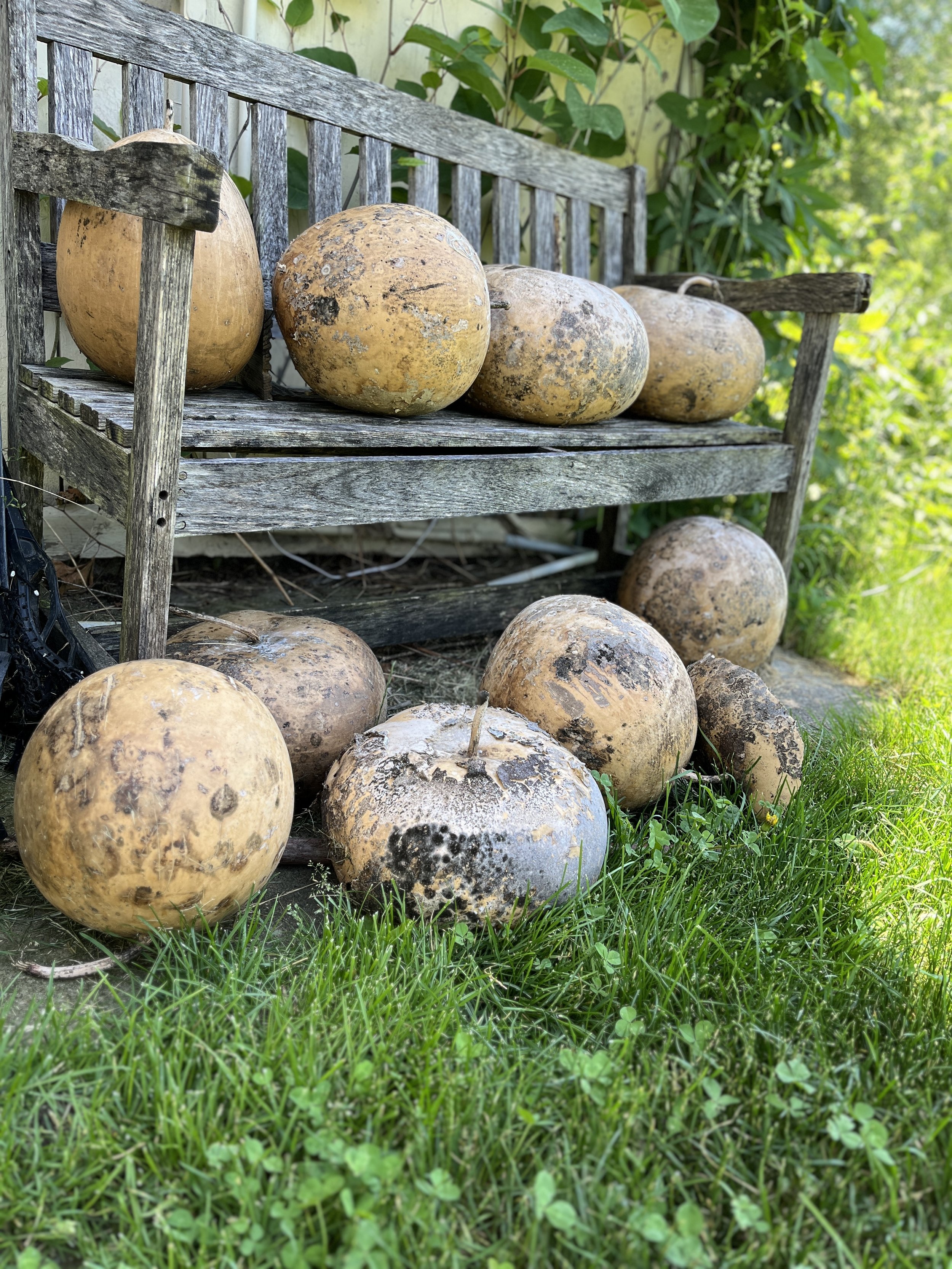 ugly ducklings, will soon become beautiful again