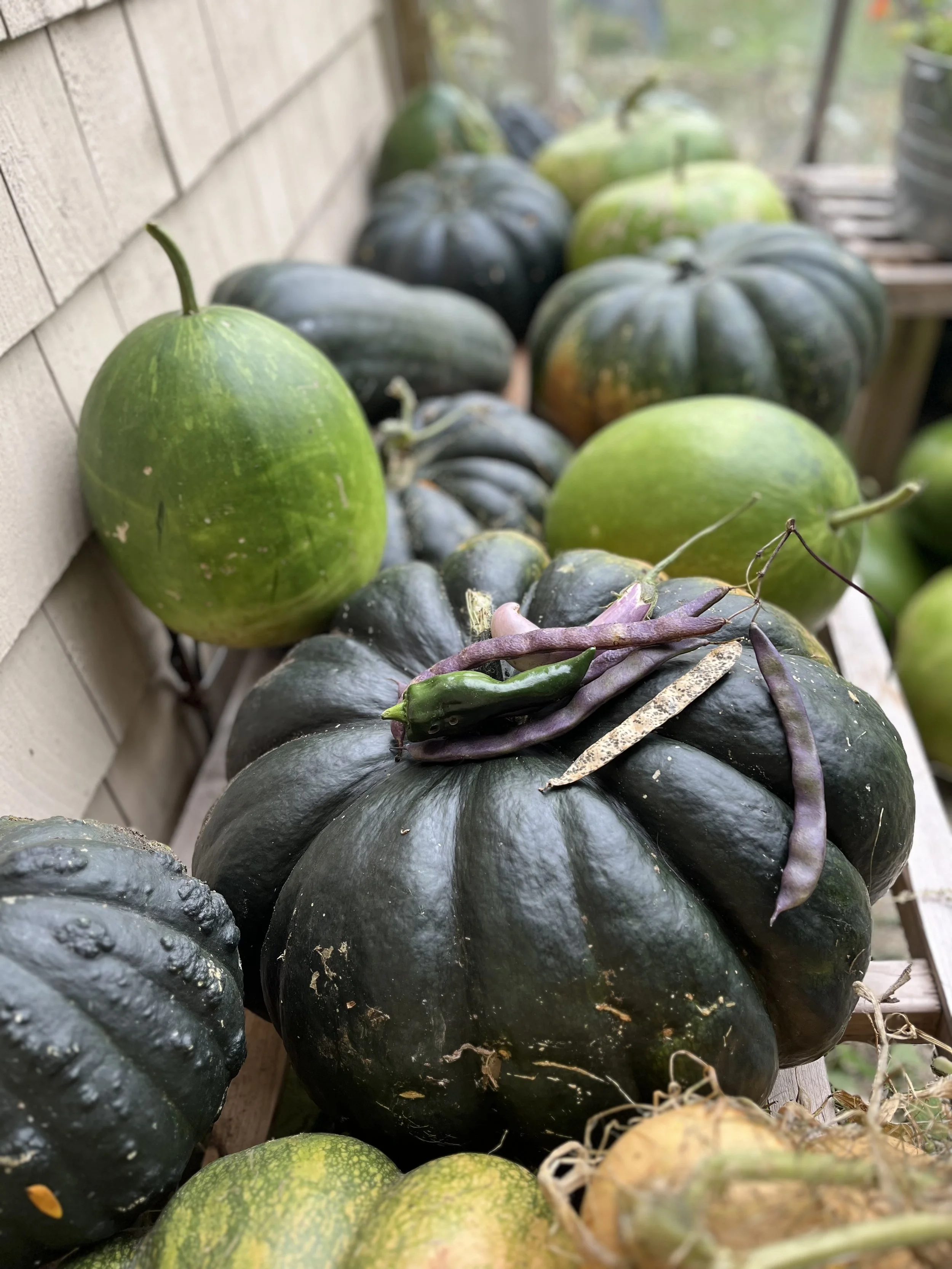 harvested by the Fall, they'll need to harden off