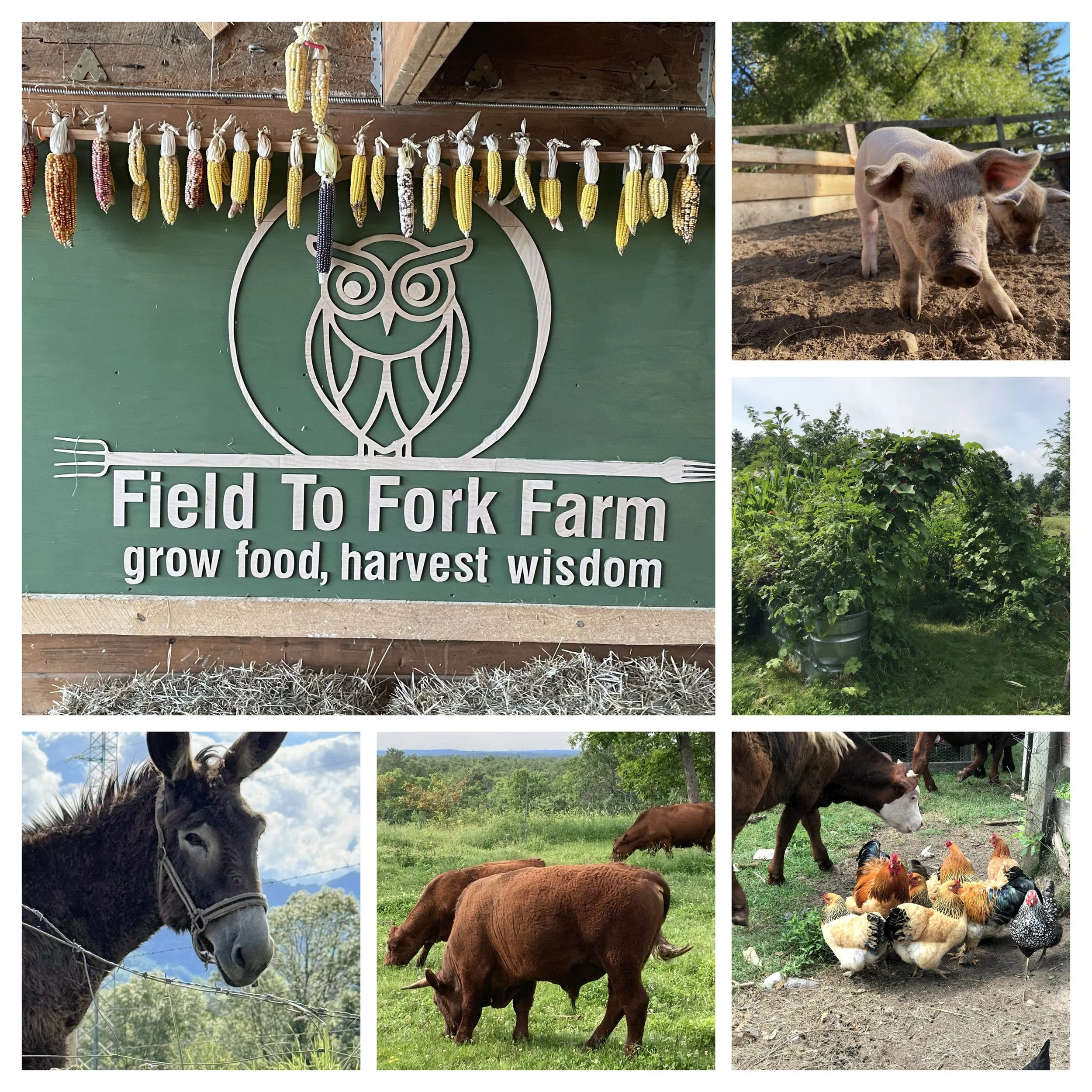 some of our farm animals 