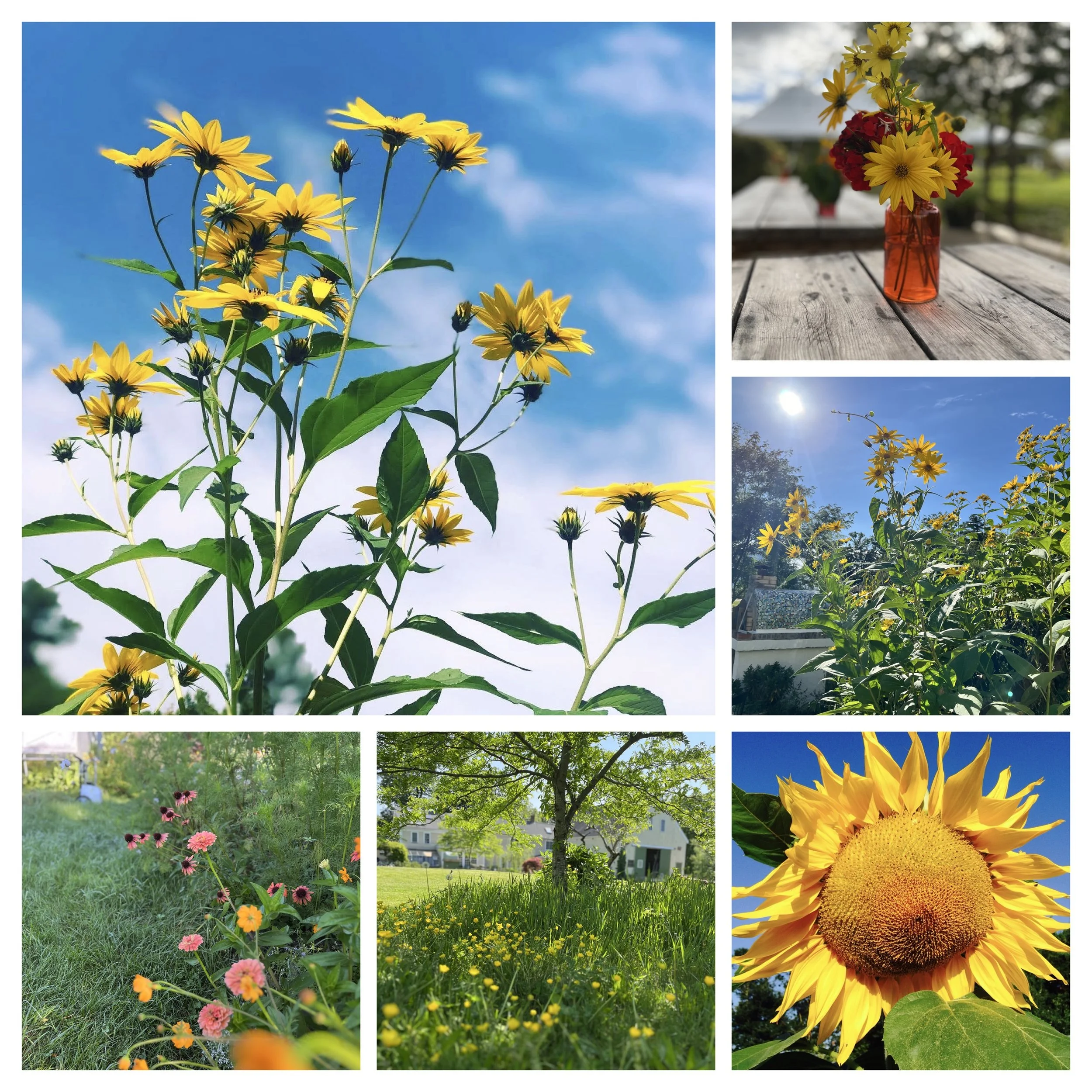 Flowers for the bees