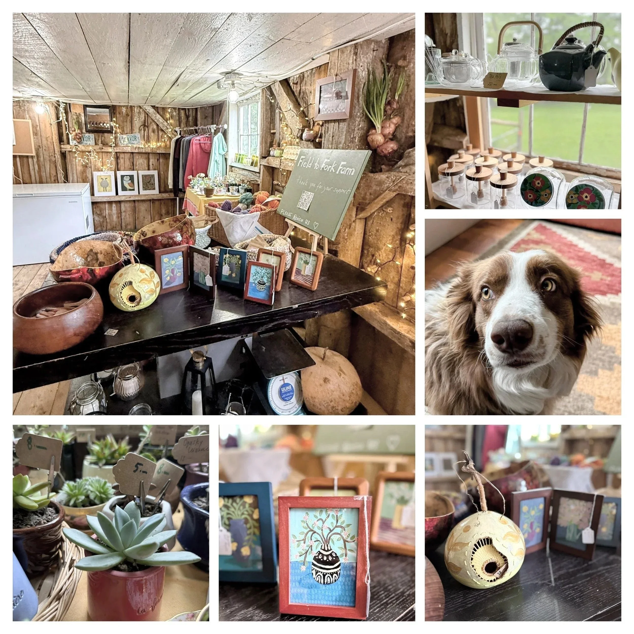 A collage of photos taken of our Little Farm Shop. We offer original artwork, gourd art and our own line of organic tea and spice blends. There is always something of everyone. And the freezers are packed with our grass fed beef. Also cotton merch!