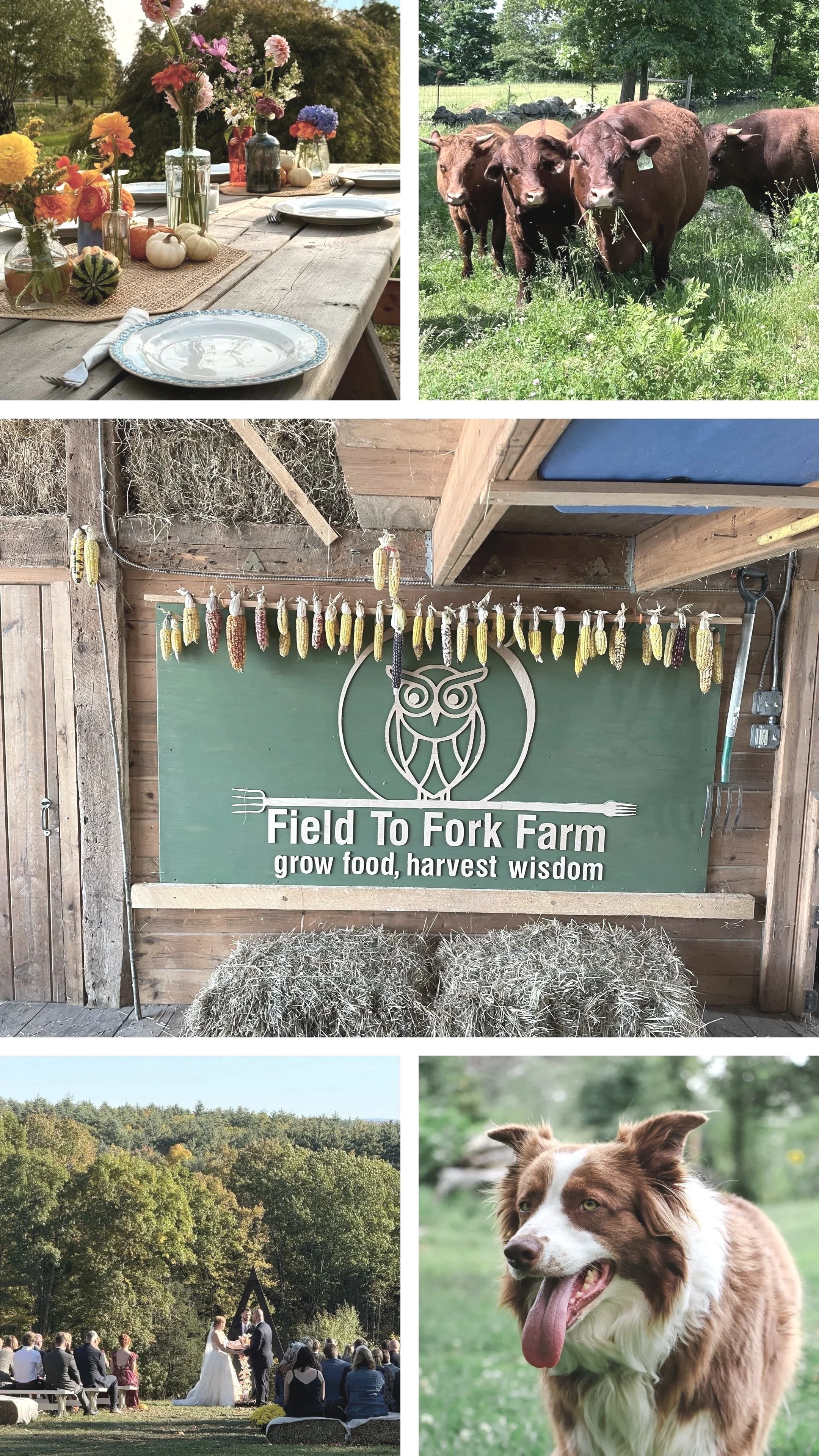 collage of day to day images of things that happen at Field To Fork Farm, Chester NH including outdoor dining, our barn, our cows grazing, a beautiful field wedding and June, our farm dog