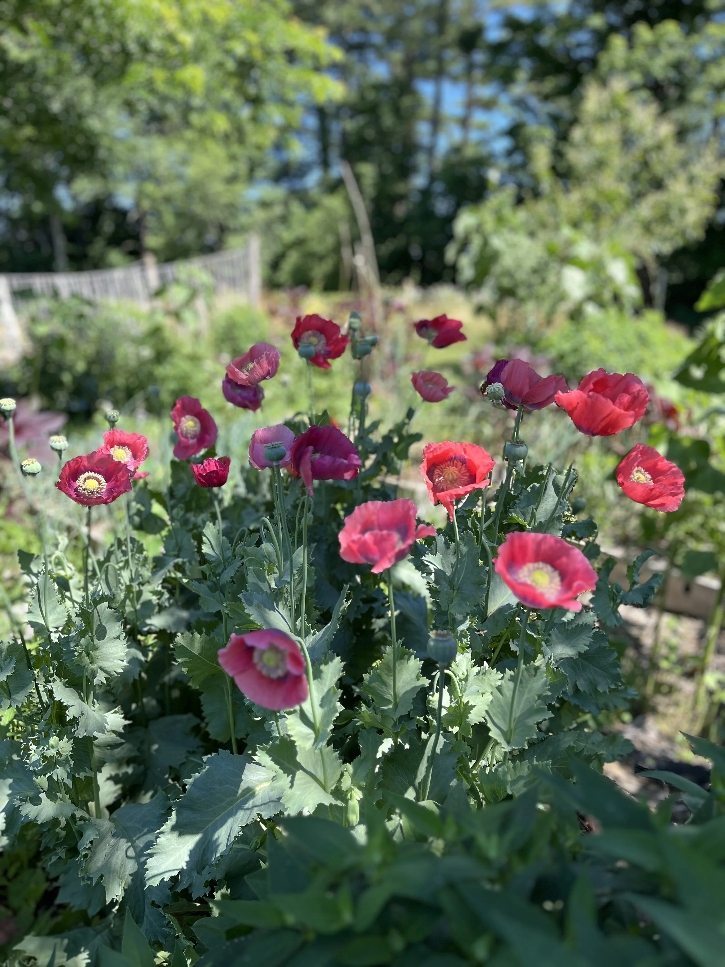 Early summer flowers 