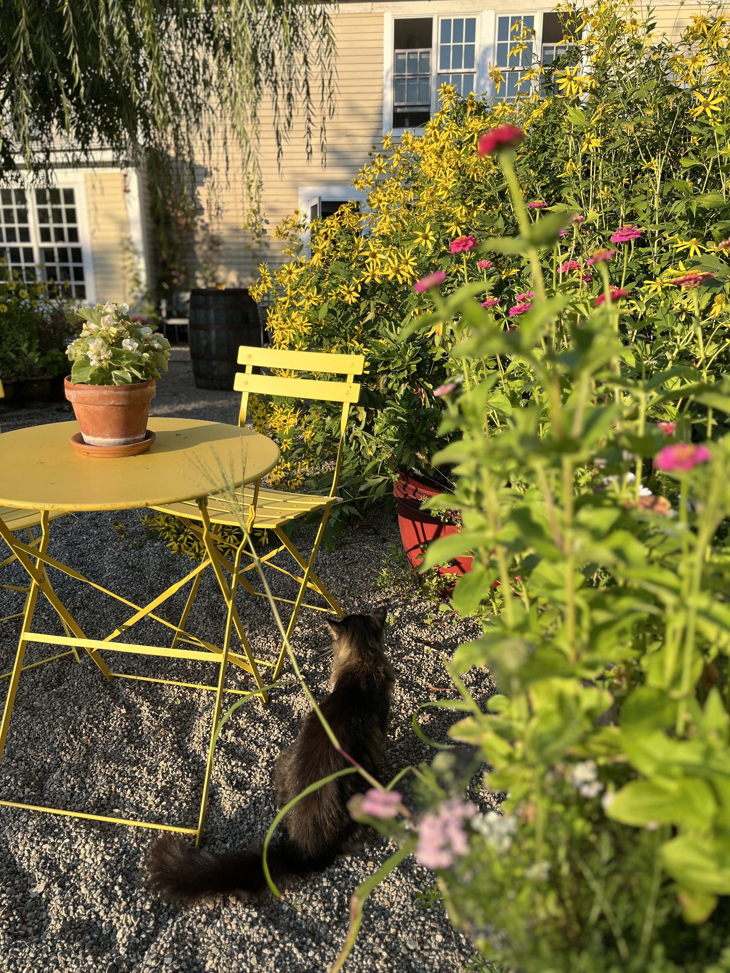 dreamy patio shaded by a willow and perennial sunflowers. 