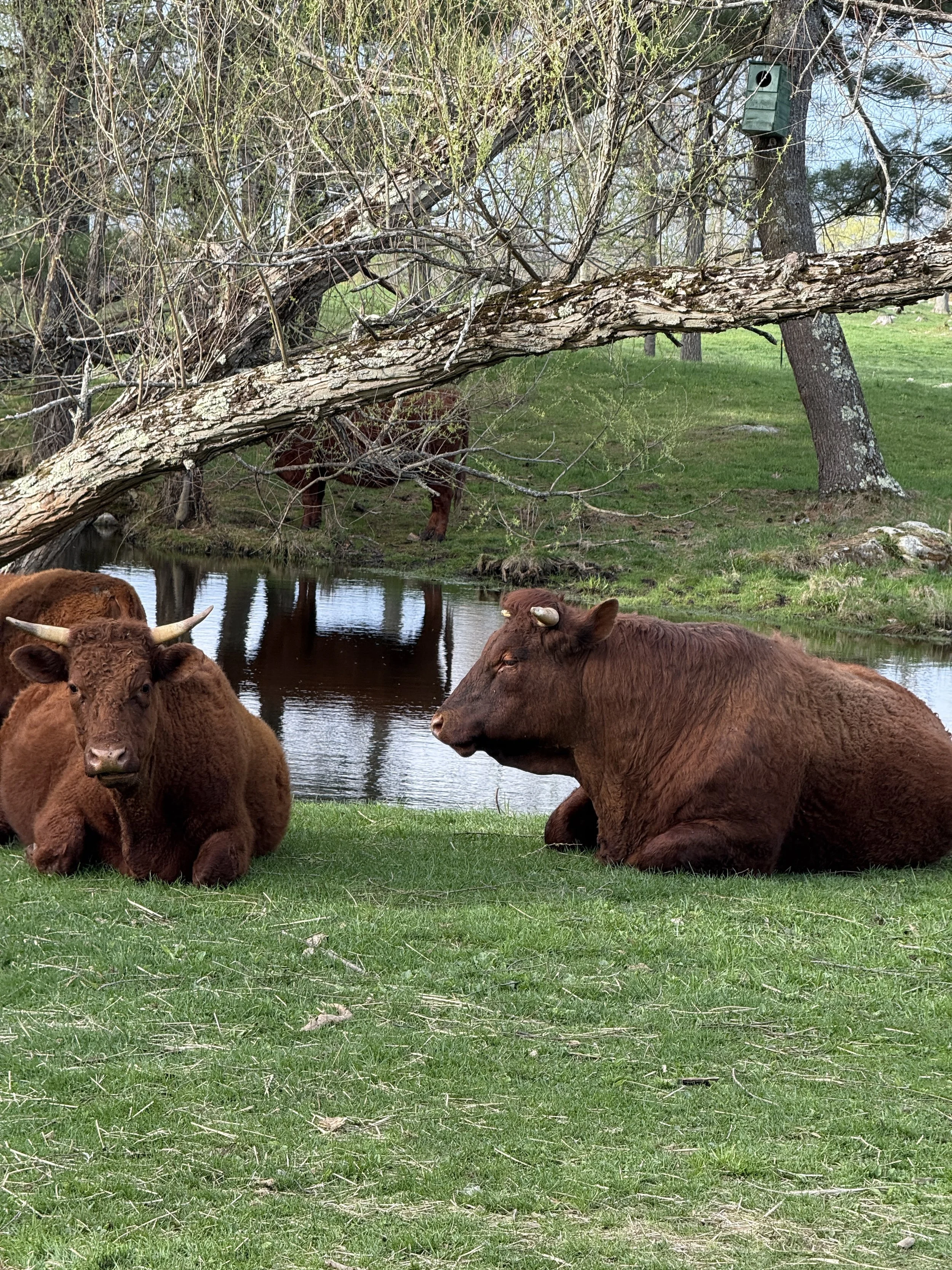 Our hard Devons, taking a break by the willow trees