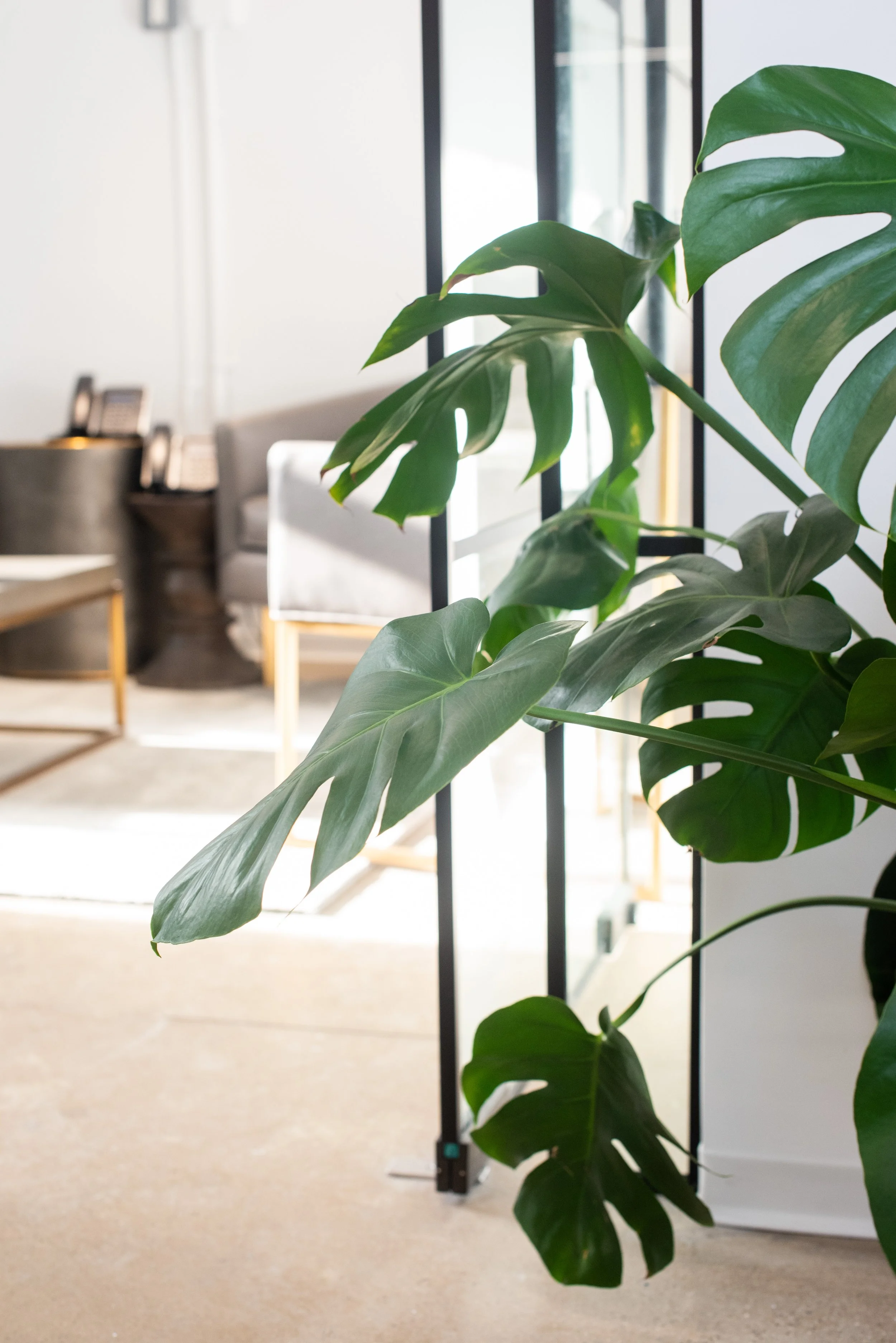 Interior office space with a large green Monstera plant in the foreground, chairs, a side table, and a window in the background.