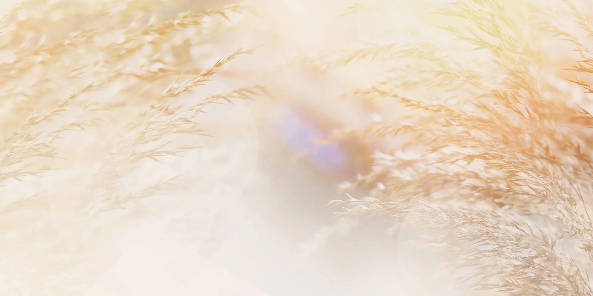 Soft, airy grasses in warm beige tones with gentle light leaks, creating a calm and natural background