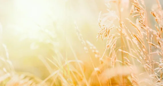 airy grasses in warm beige tones with gentle light leaks