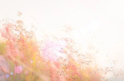 Sunlit wild grasses with soft pink and peach hues, evoking a light, dreamy, nature-inspired feel