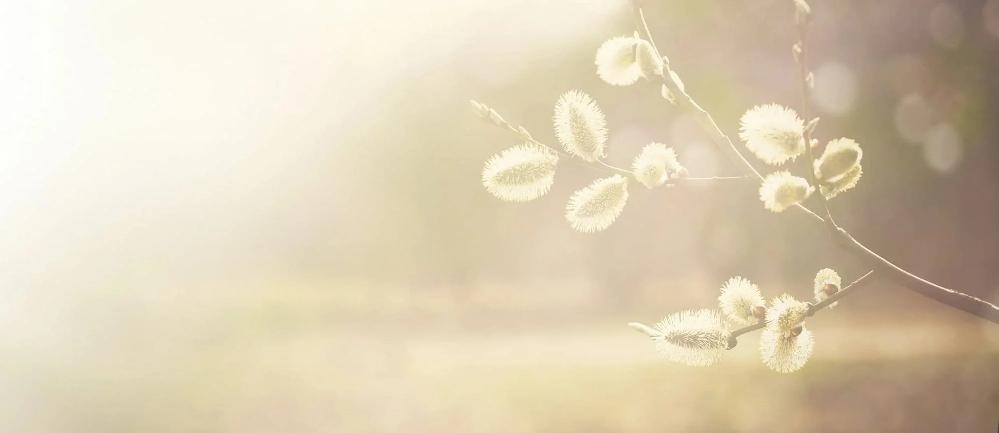 Delicate seed heads in pale golden light with a minimal, serene nature aesthetic.