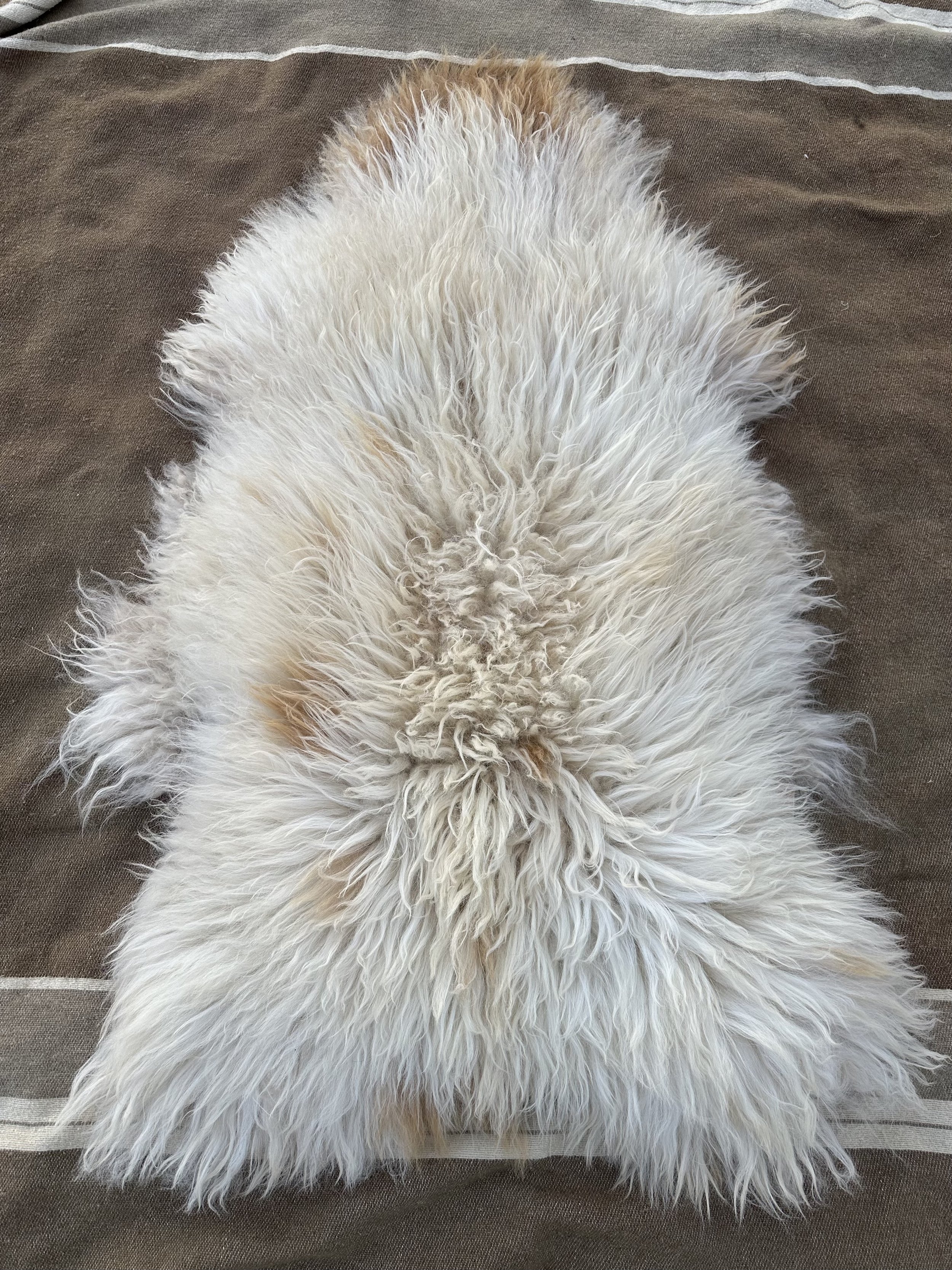 Spotted White Navajo Churro Sheepskin