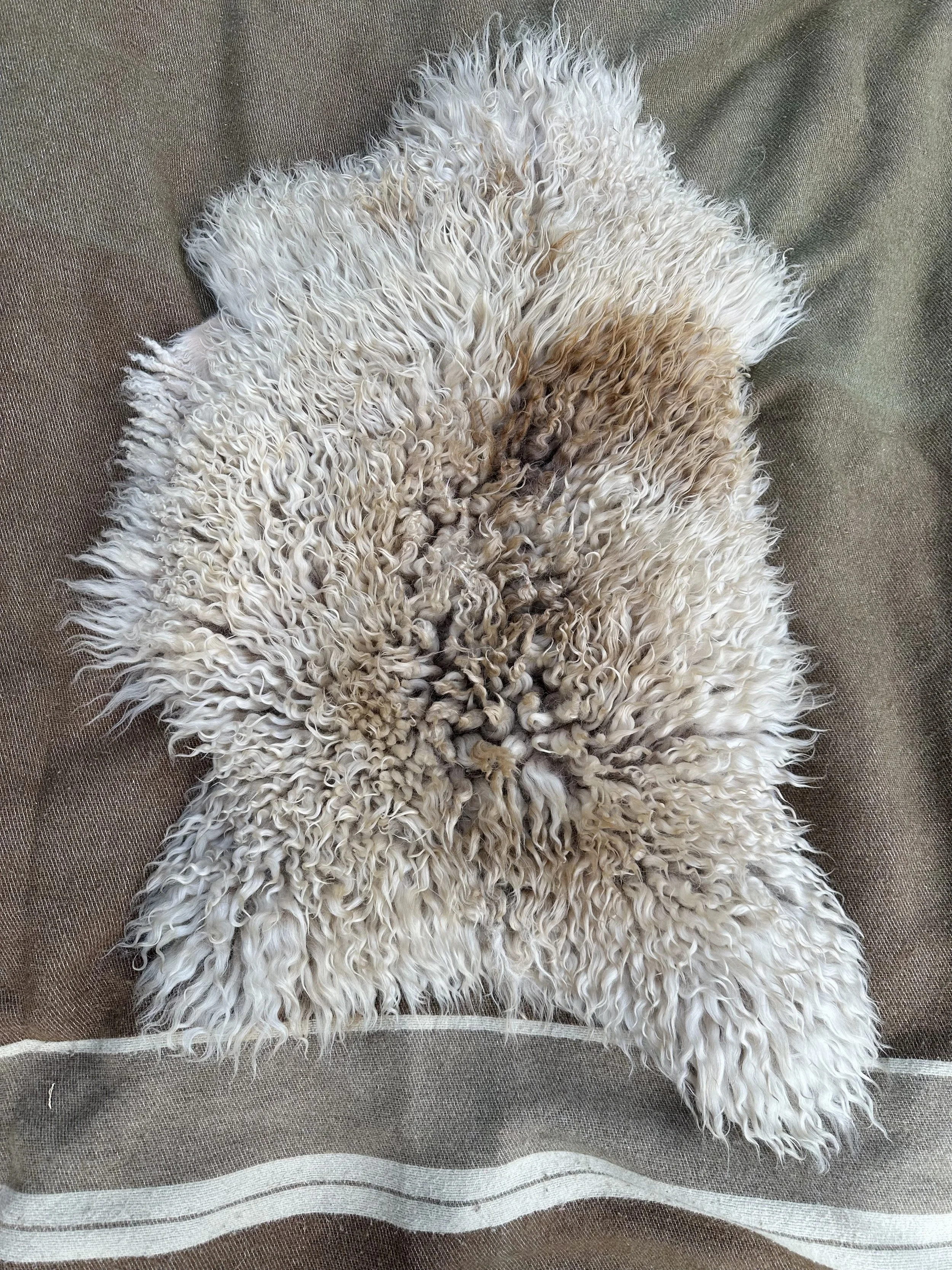 white brown spot 1.jpg