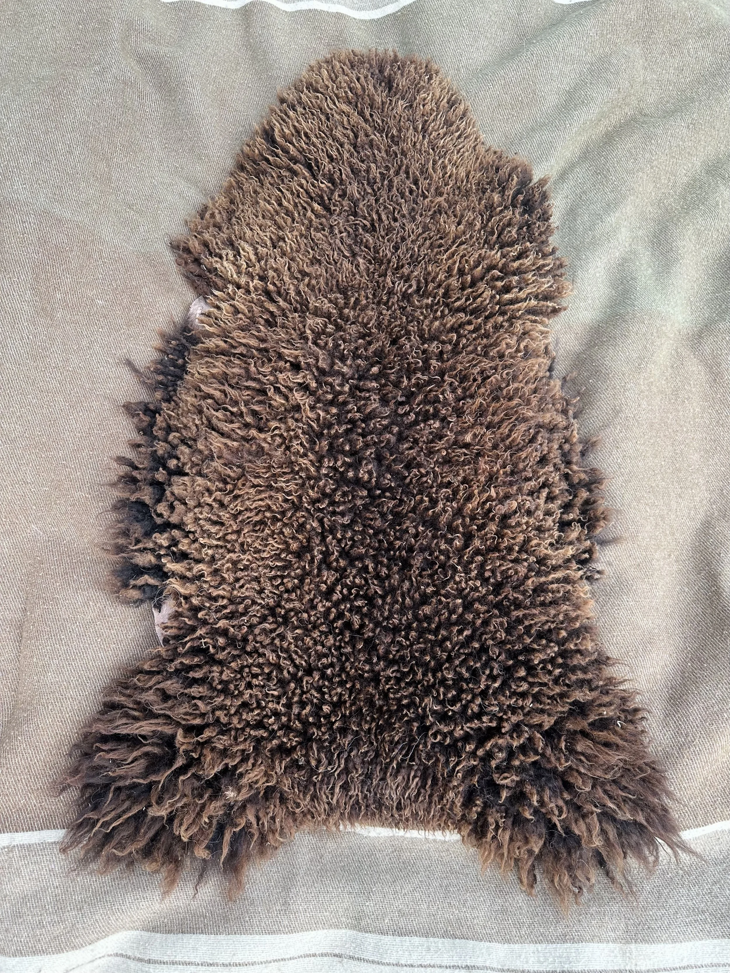 short brown 1.jpg