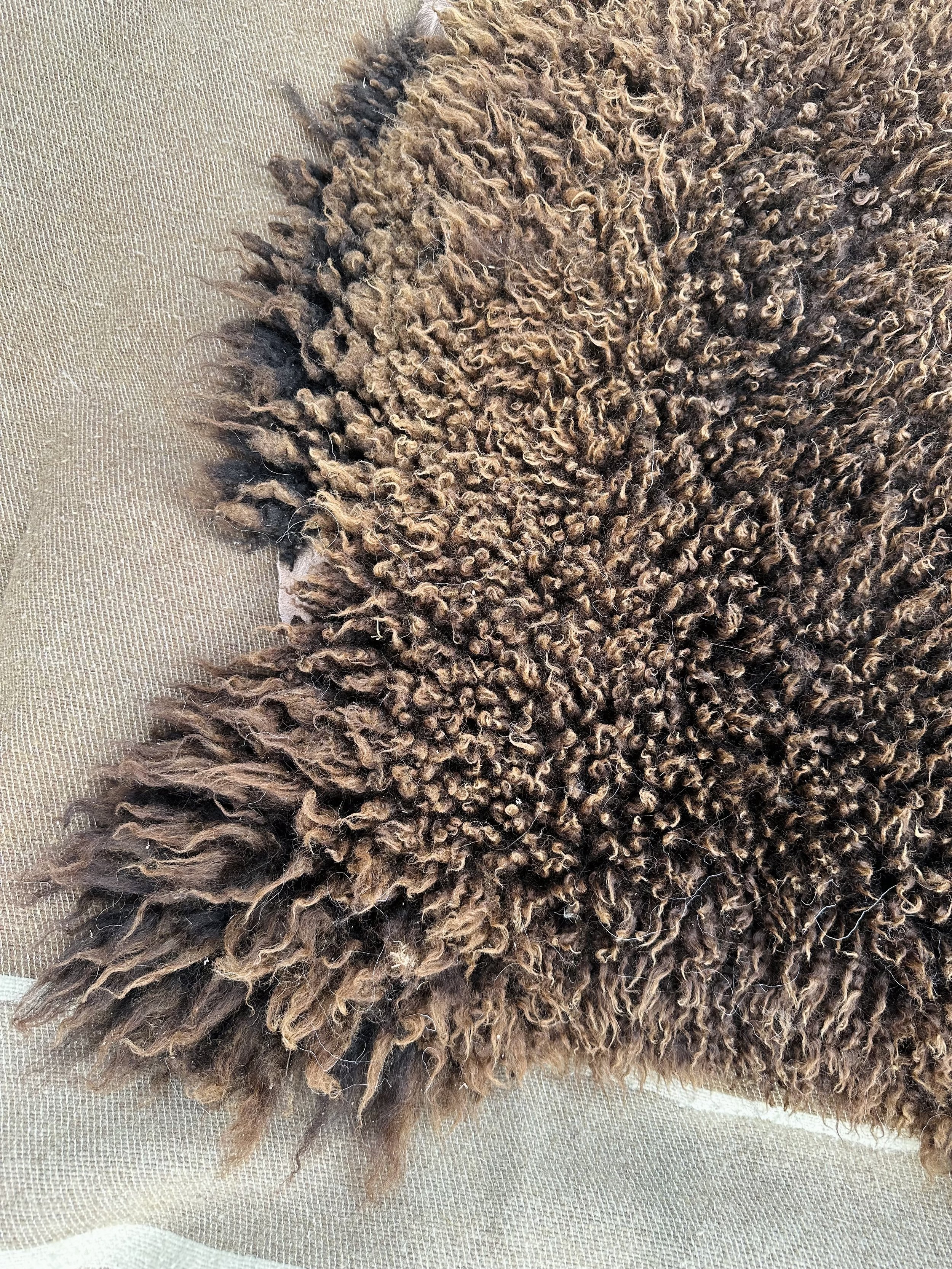 short brown 12.jpg