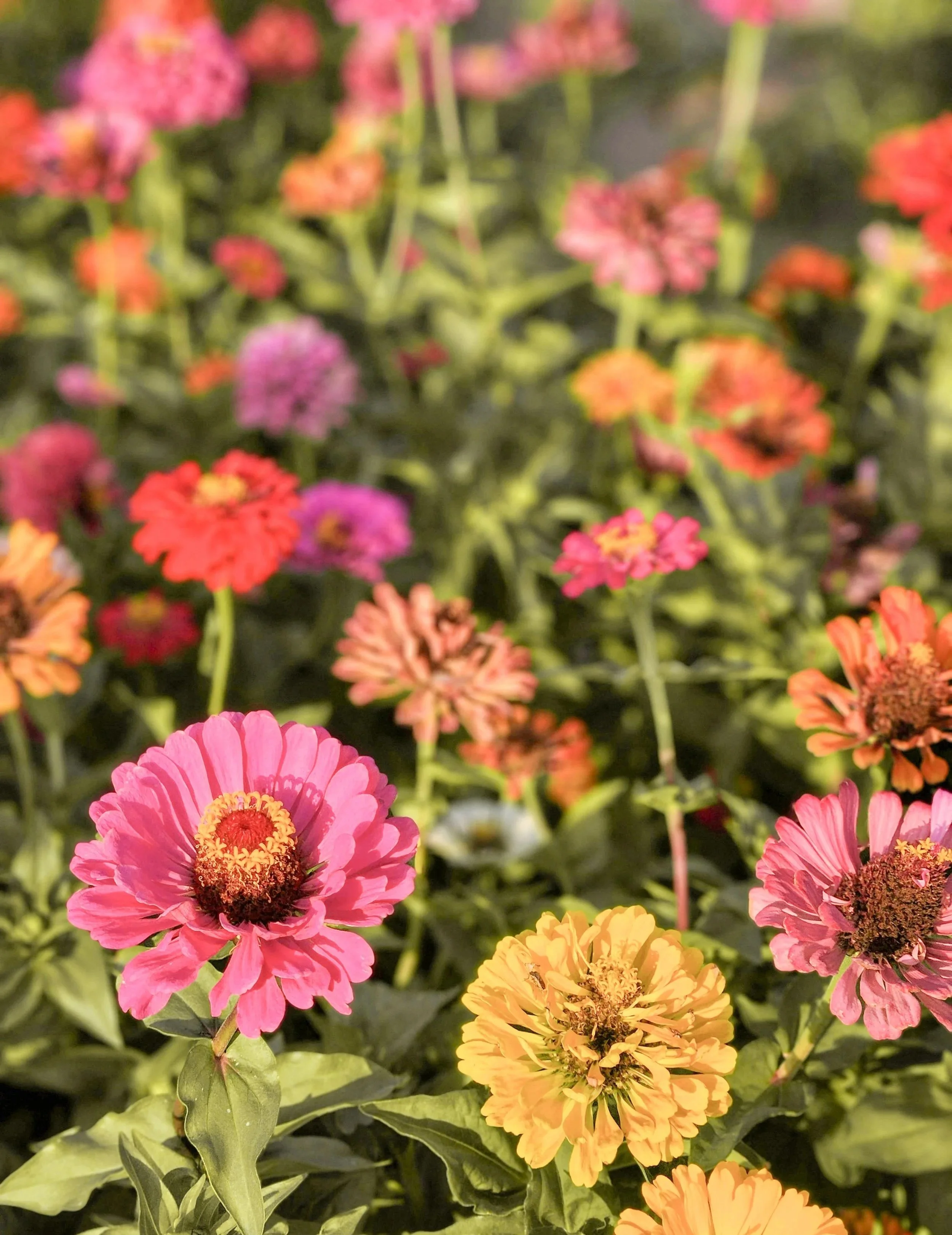 Colorful garden flowers in shades of pink, red, yellow, and purple with green foliage.