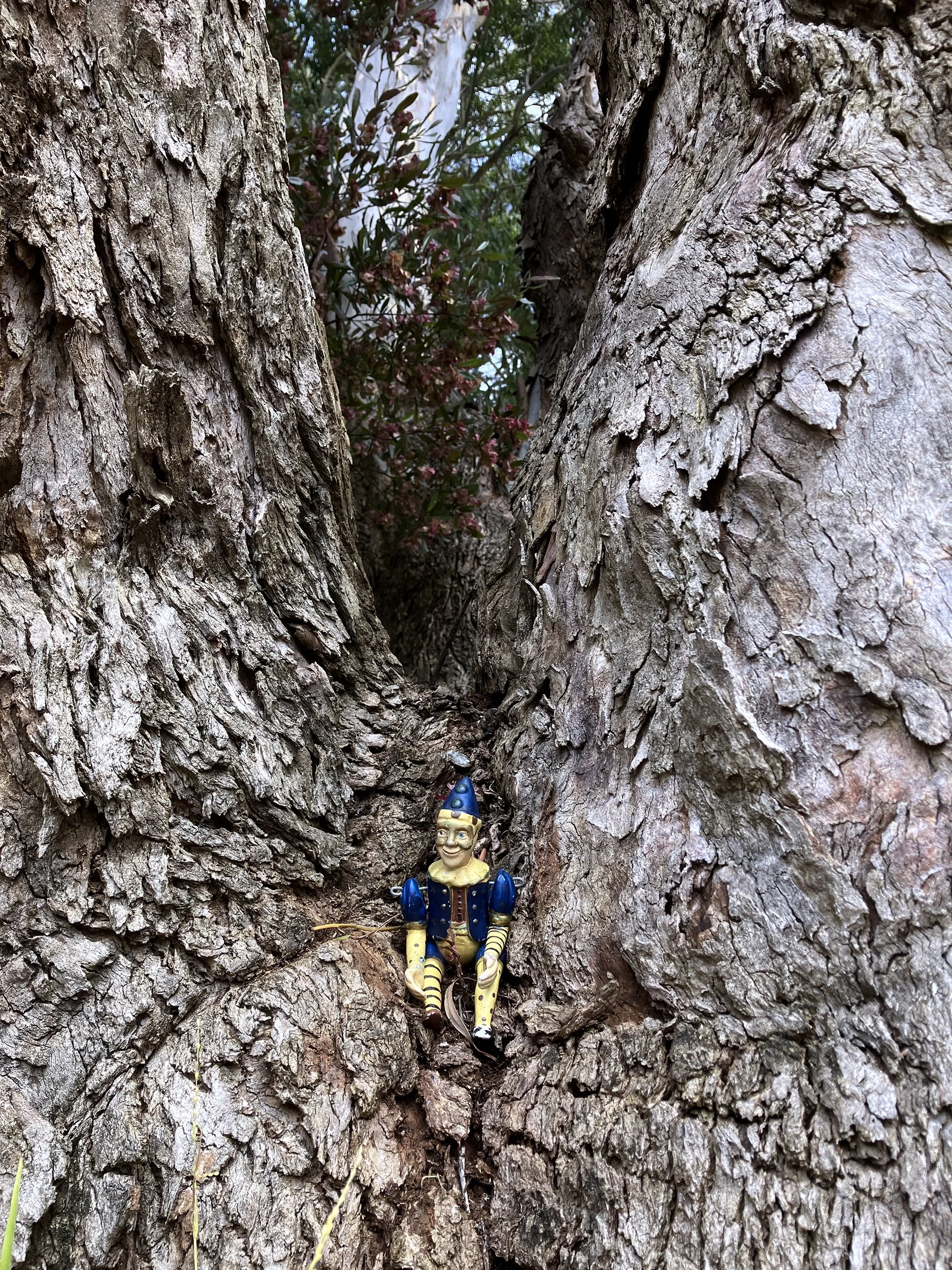 Tree Gnome_6649.jpg