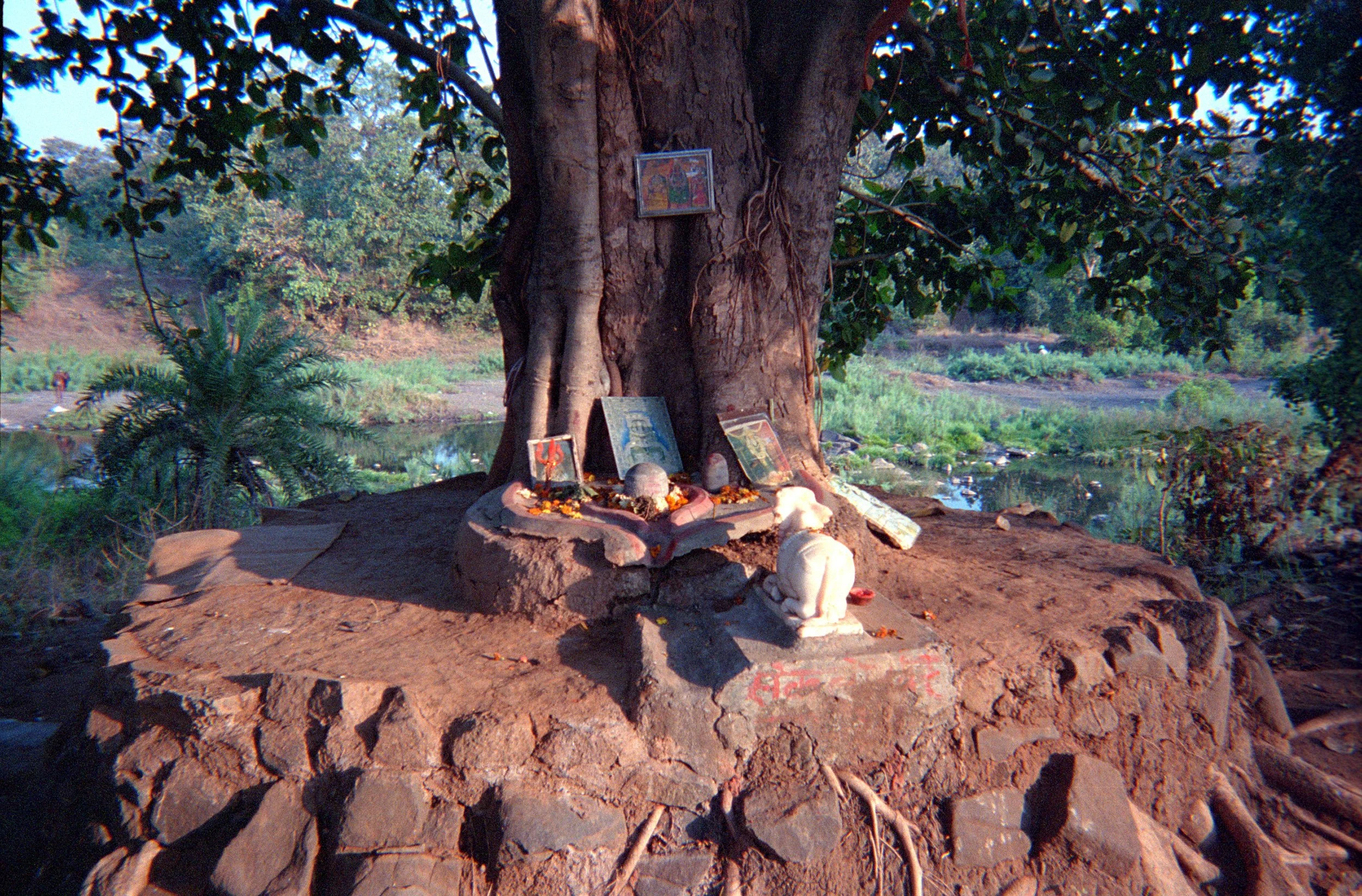 Ganeshpuri 15 puja tree.jpg