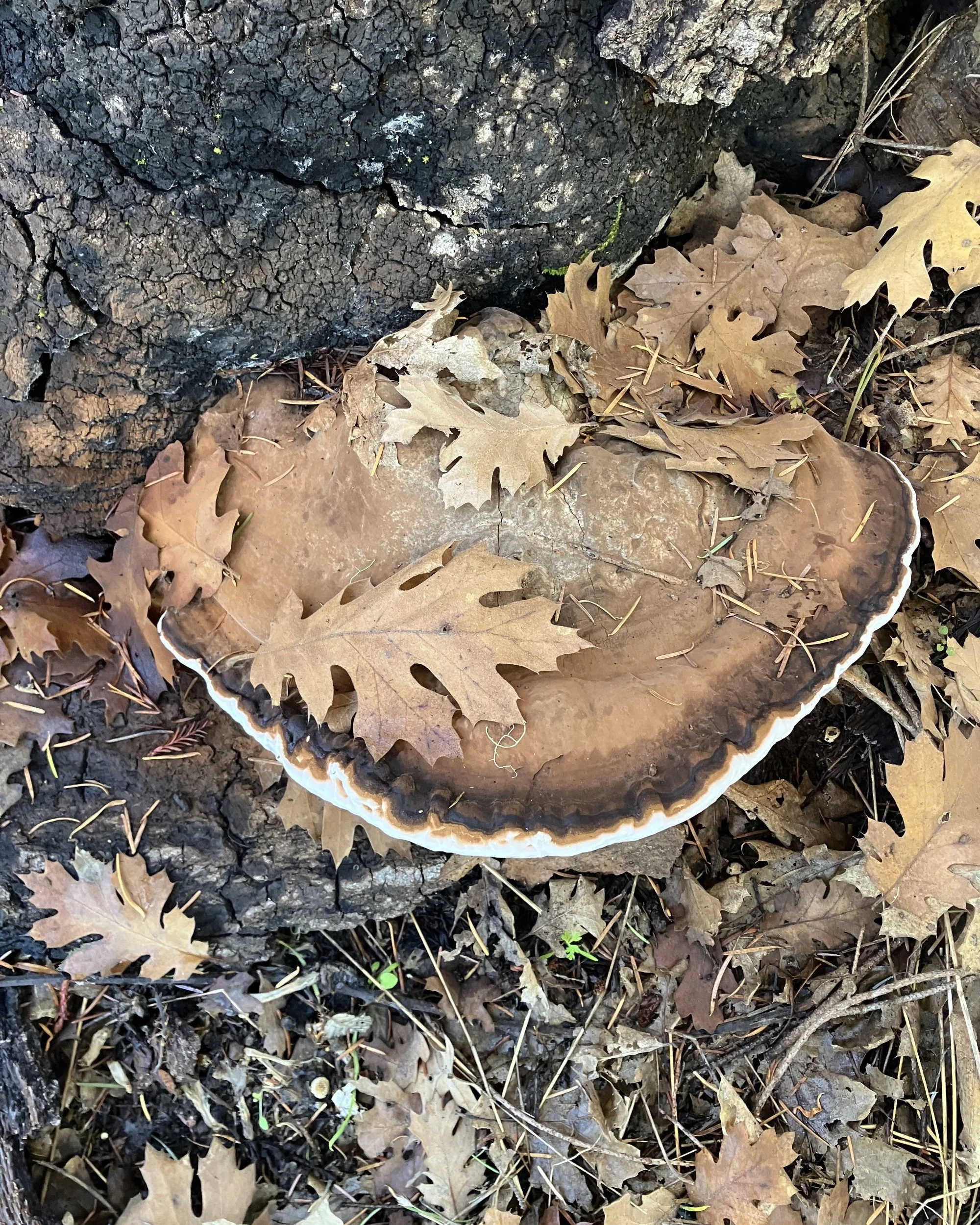 Mushroom_4657 post.jpg