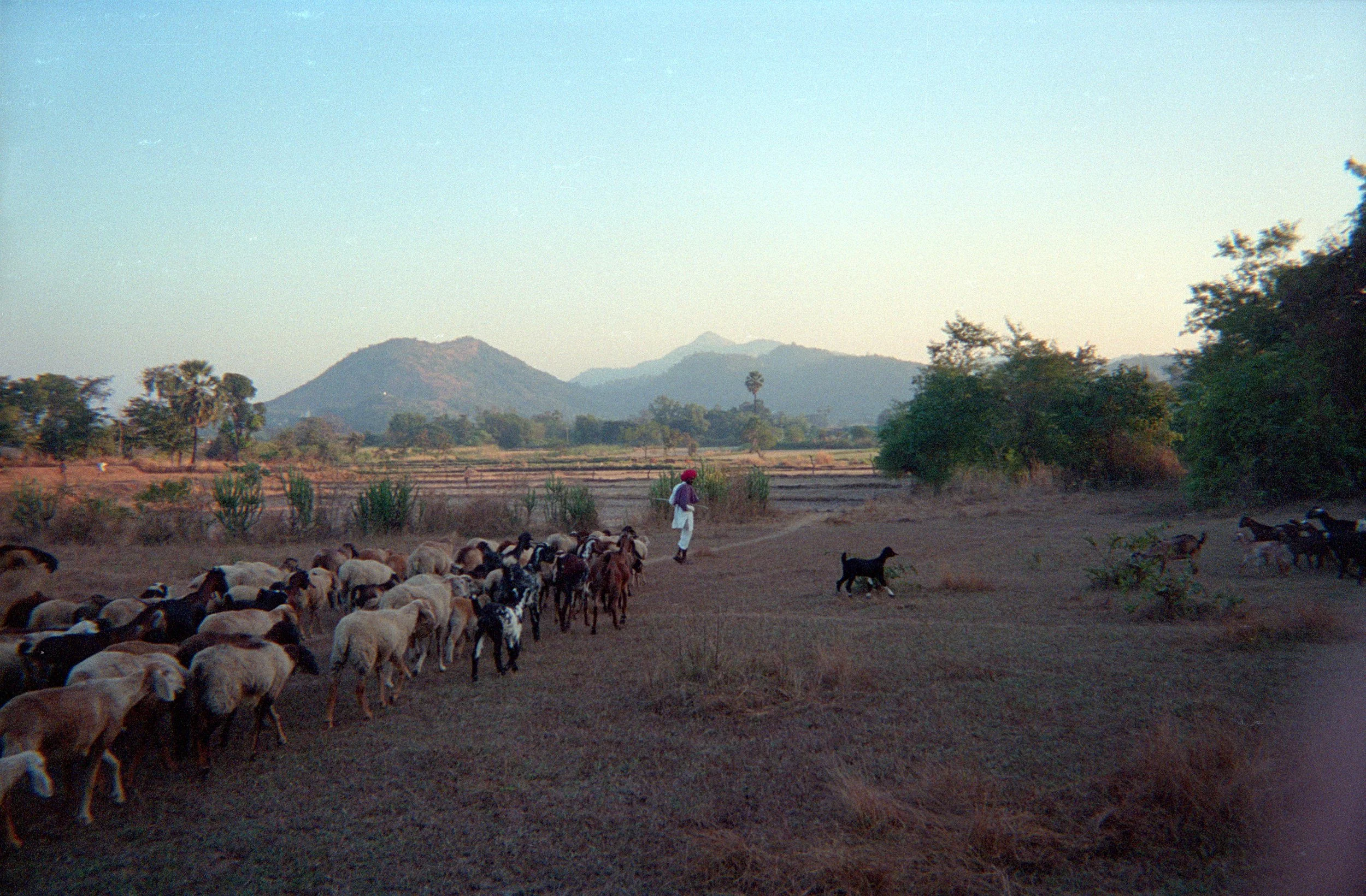 Ganeshpuri 22 black sheep.jpg