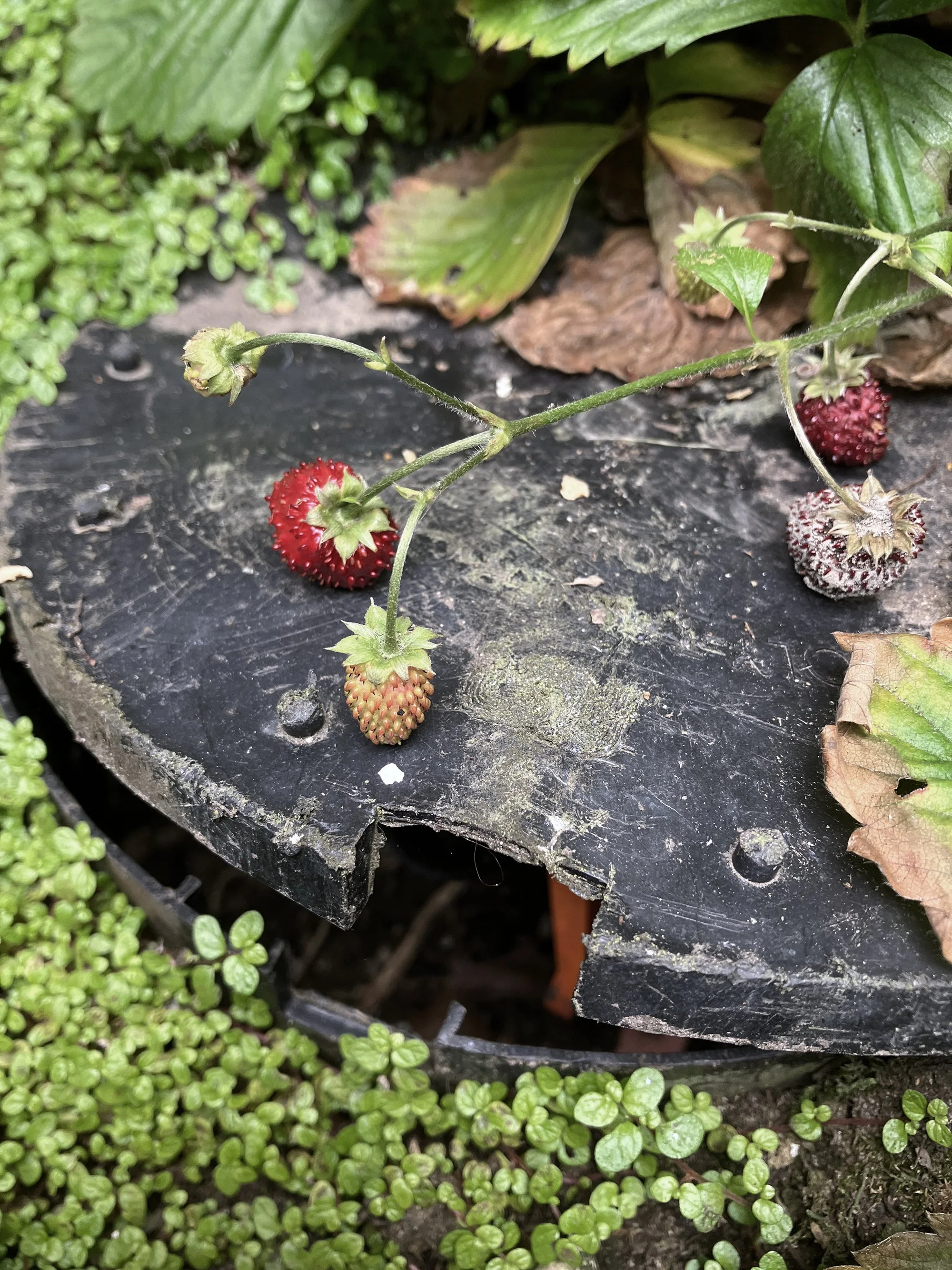 Berries_6653.jpg