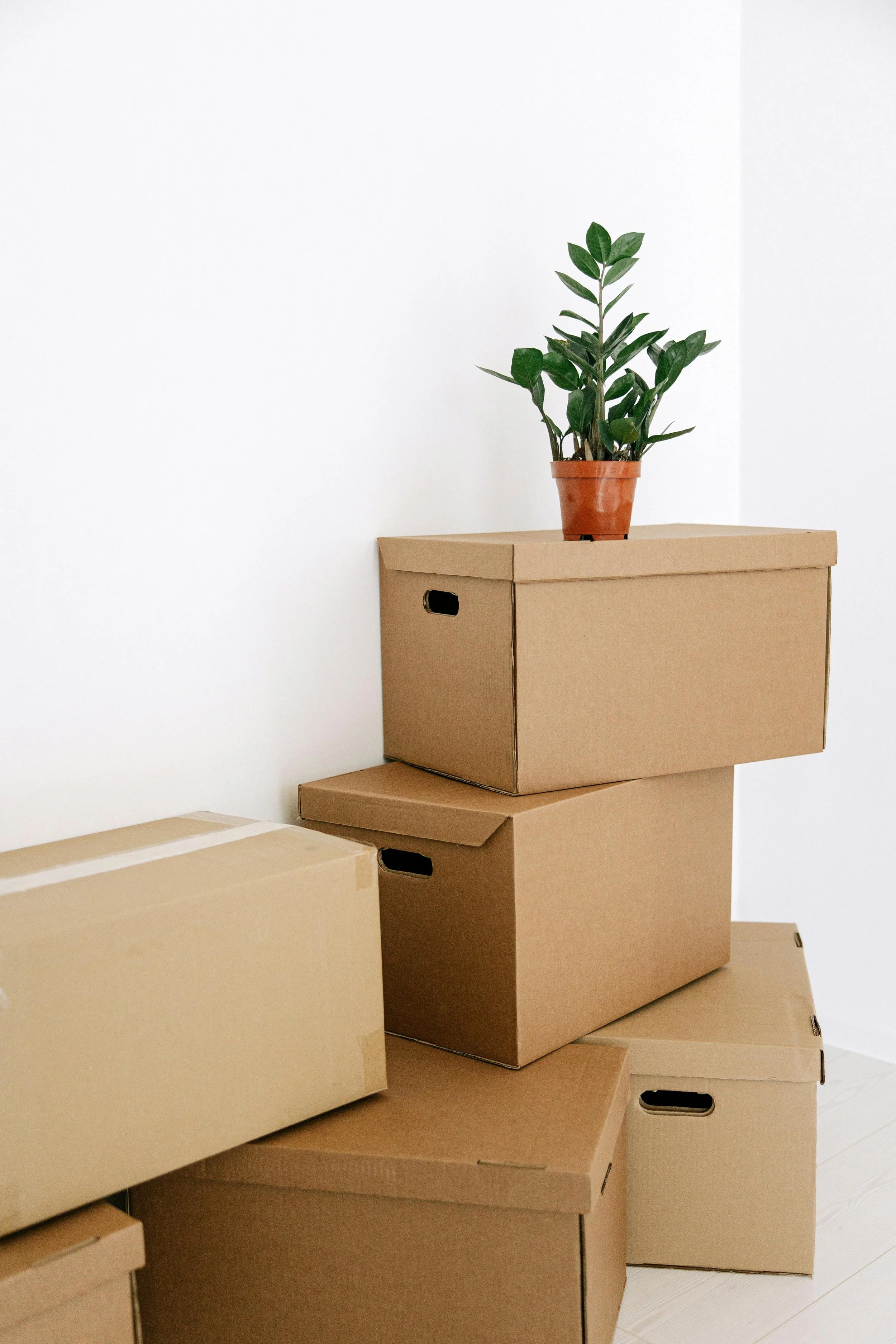 Moving boxes stacked with a plant on top, representing home moving and unpacking services in Rochester, MN