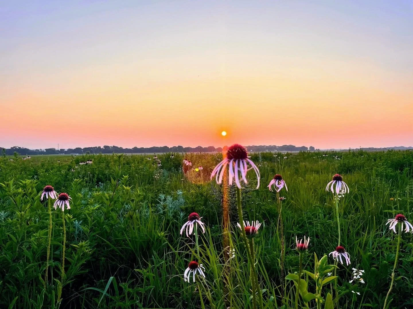 A field of purple coneflowers blooming at sunset with a clear sky and distant trees on the horizon.
