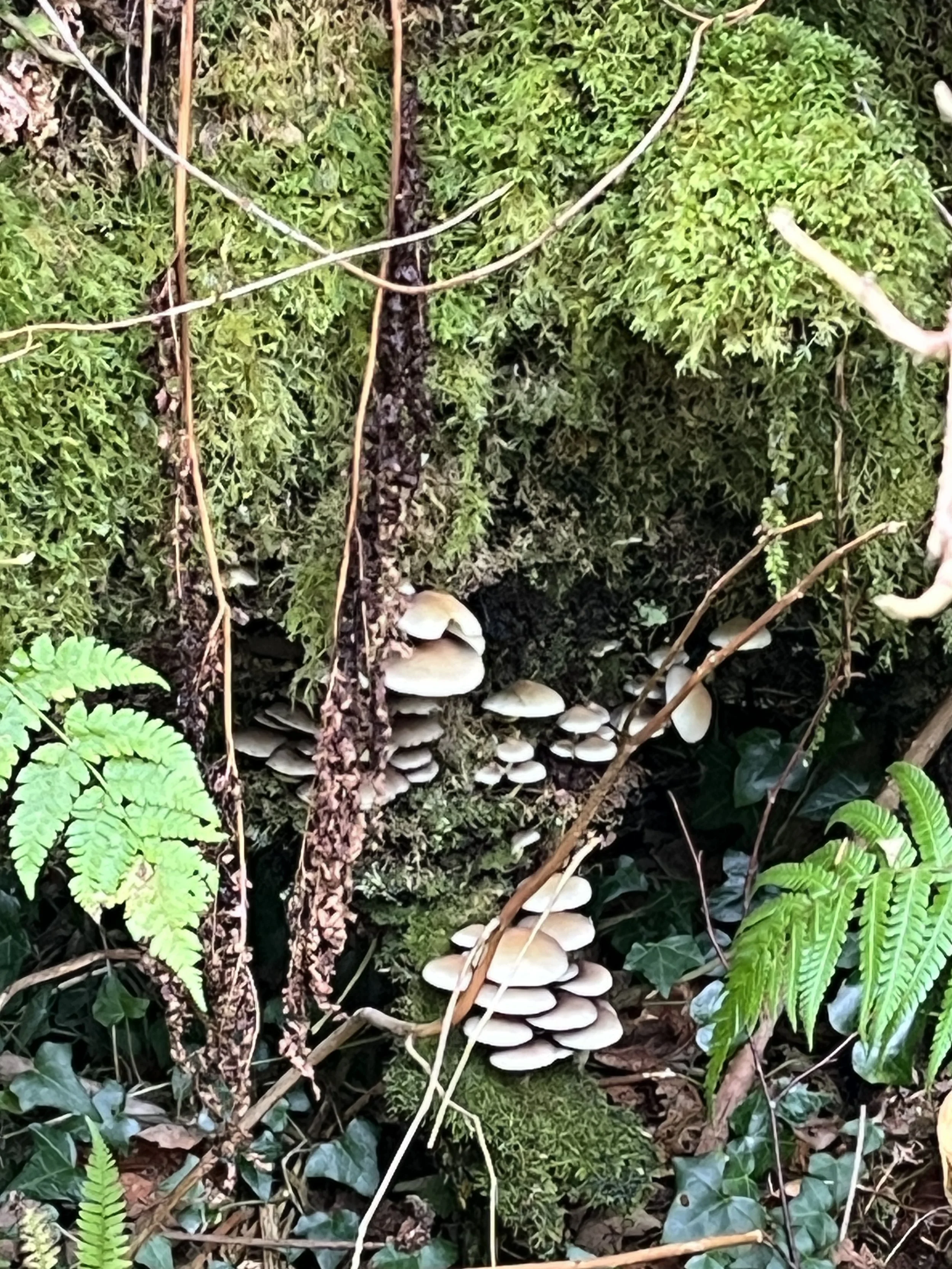 Mushrooms, moss and ferns in South Skye