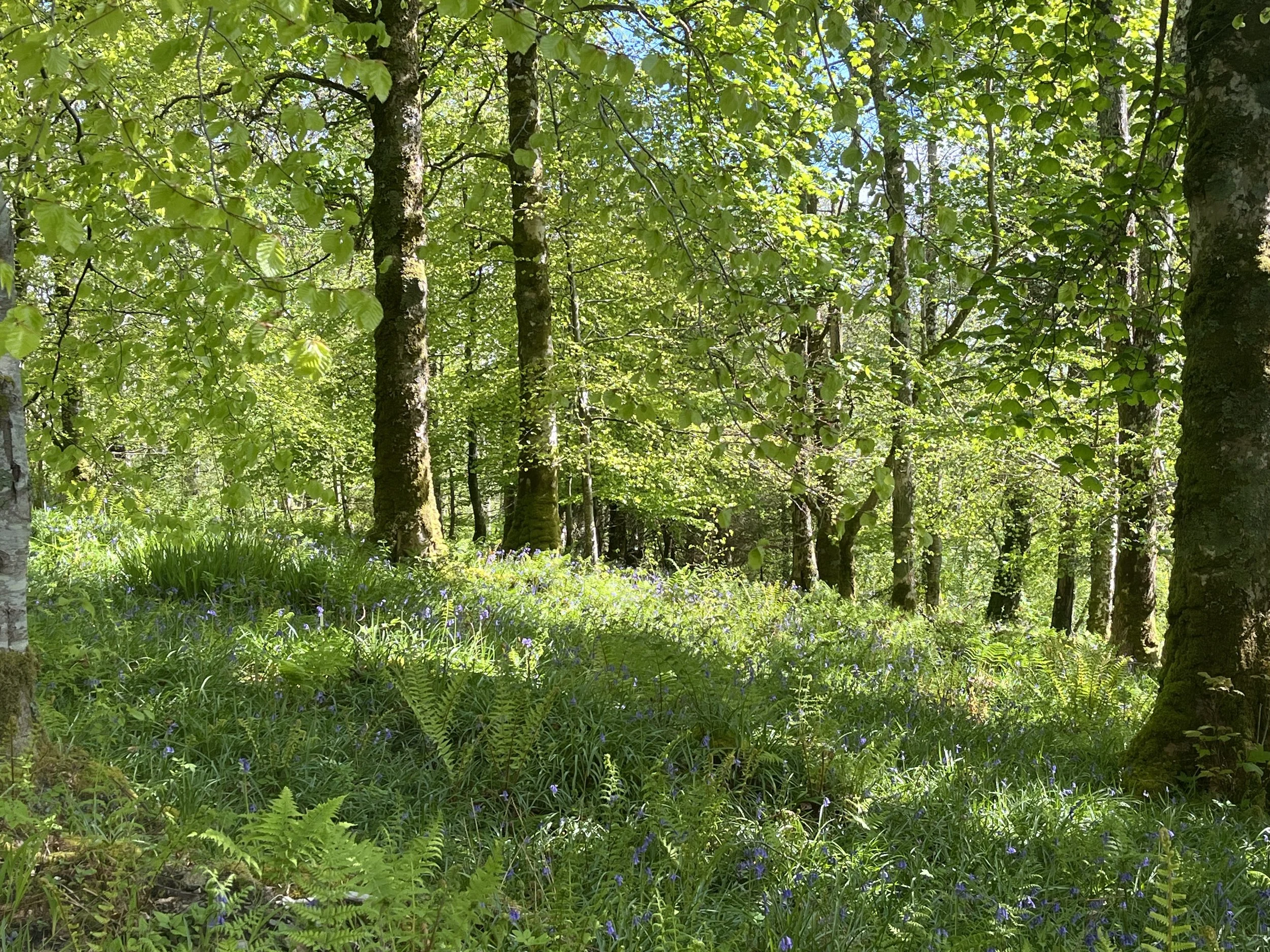 The woods at Armadale Castle