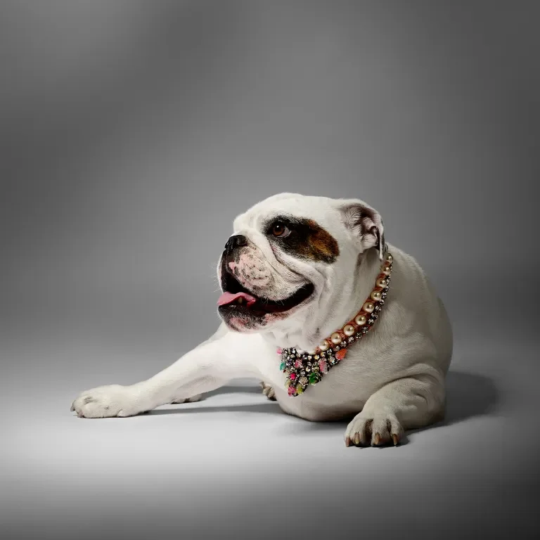 English Bull Dog with Necklace
