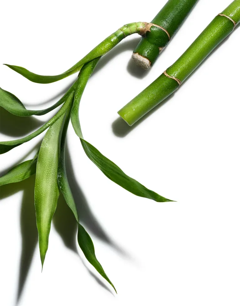 Ingredient Bamboo