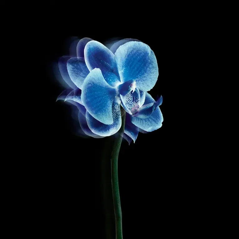 Enchanted Orchid