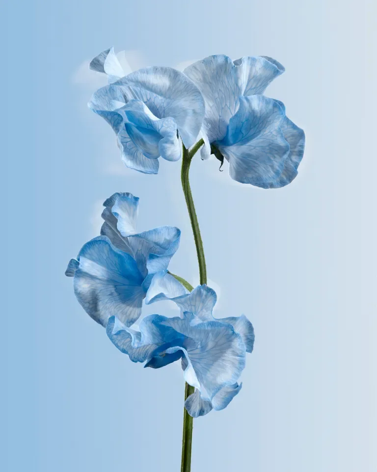 Enchanted Sweet Pea