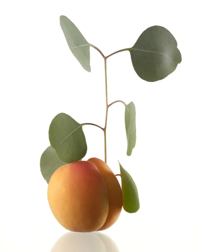 Apricot and Eucalyptus