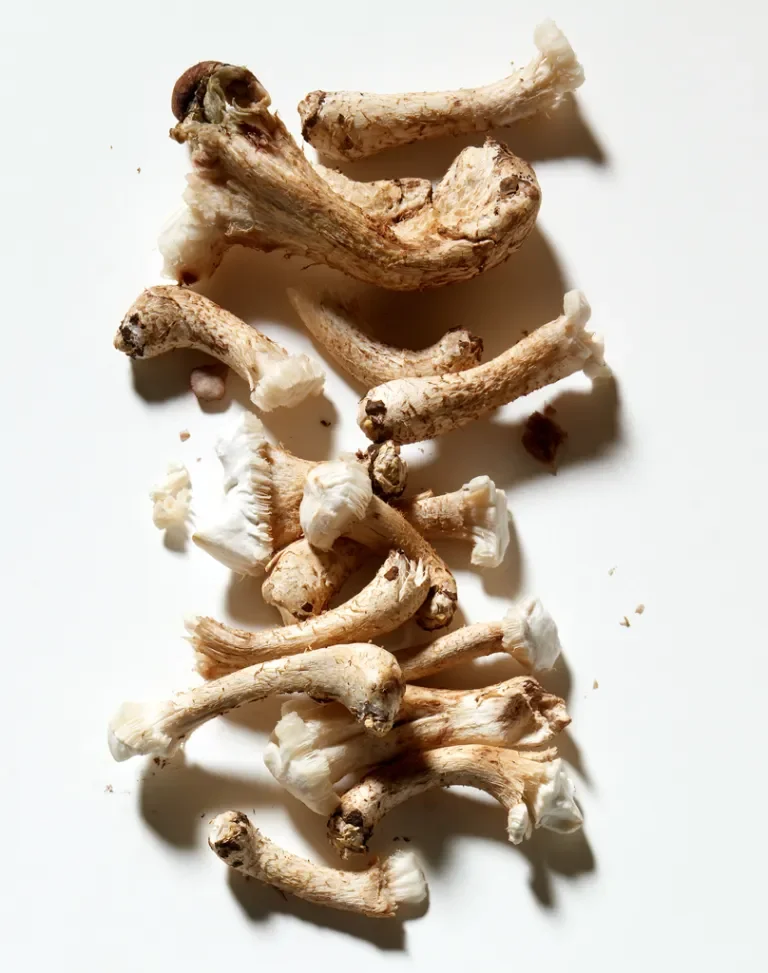 Mushroom Stems