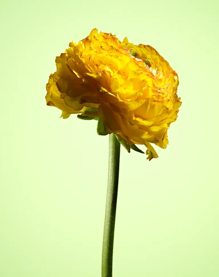 Ranunculus Single