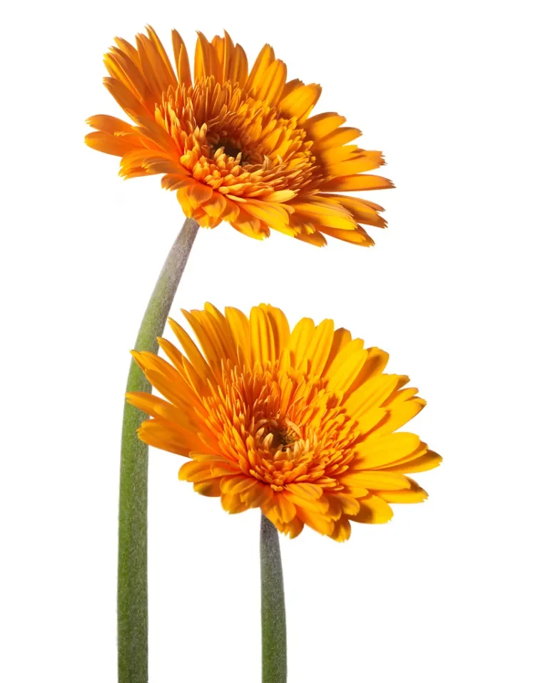 Orange Gerber Daisys